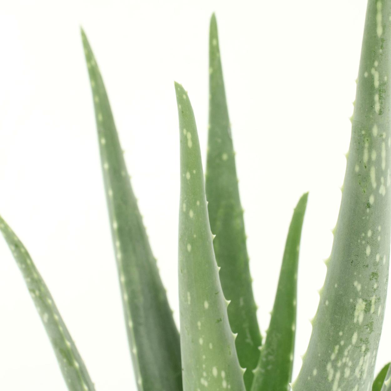 Aloe Vera - Sukkulente - 40cm - ø12   2 Stück