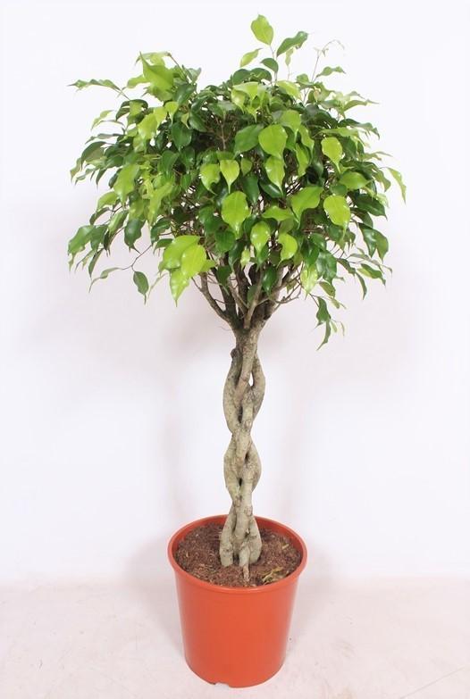 Birkenfeige - Ficus Benjamina Exotica - Ø30 ↕120