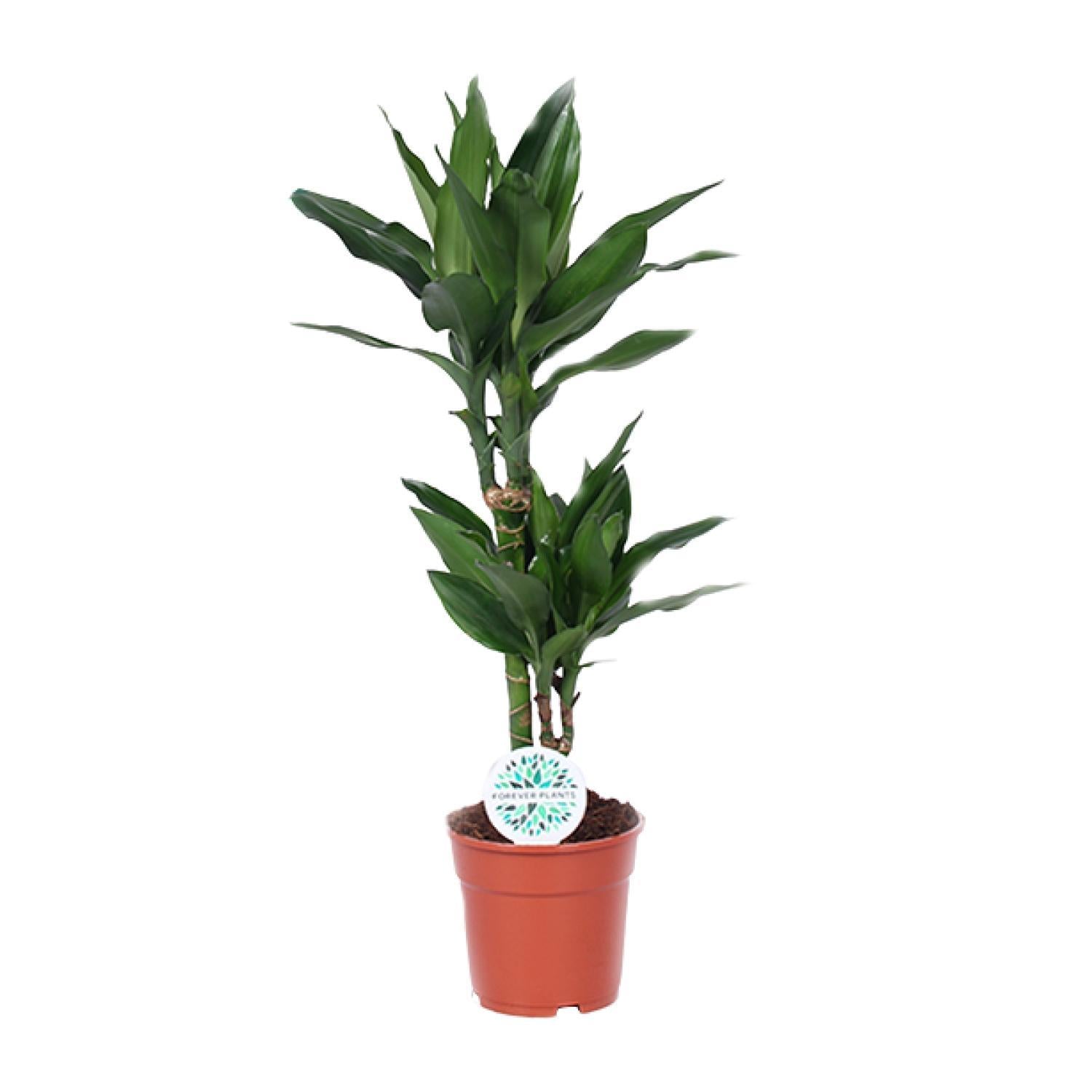 Drachenbaum Janet Lind - Dracaena Janet Lind - Ø17cm - ↕70cm