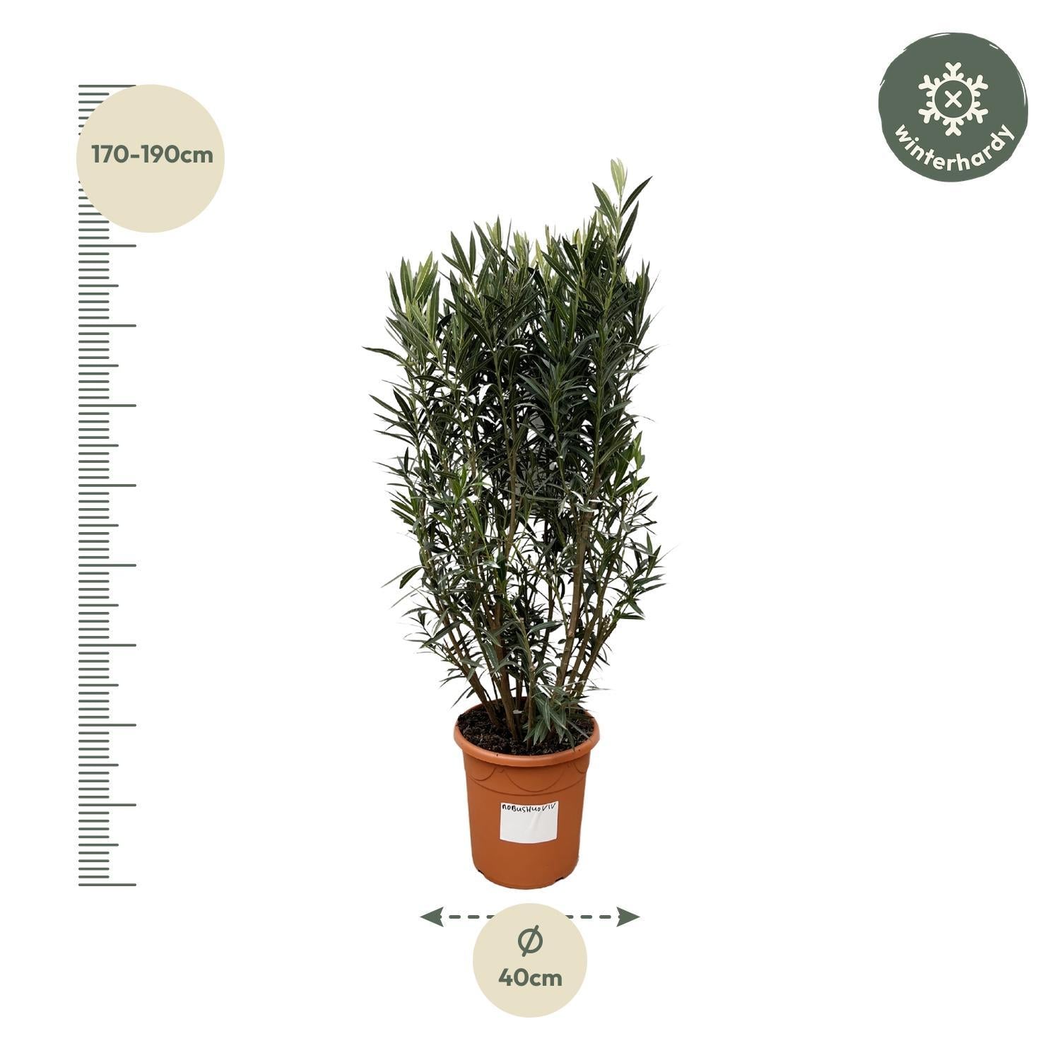 Nerium Oleander struik - 180cm - Ø40