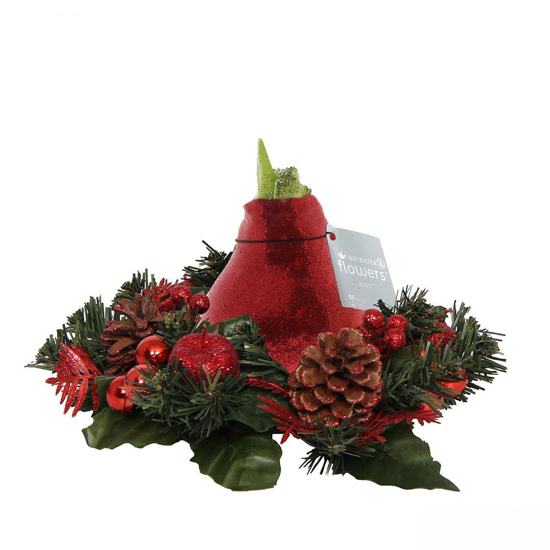 No Water Flowers® (wax amaryllis) | Wreath Christmas - Red + Red flower