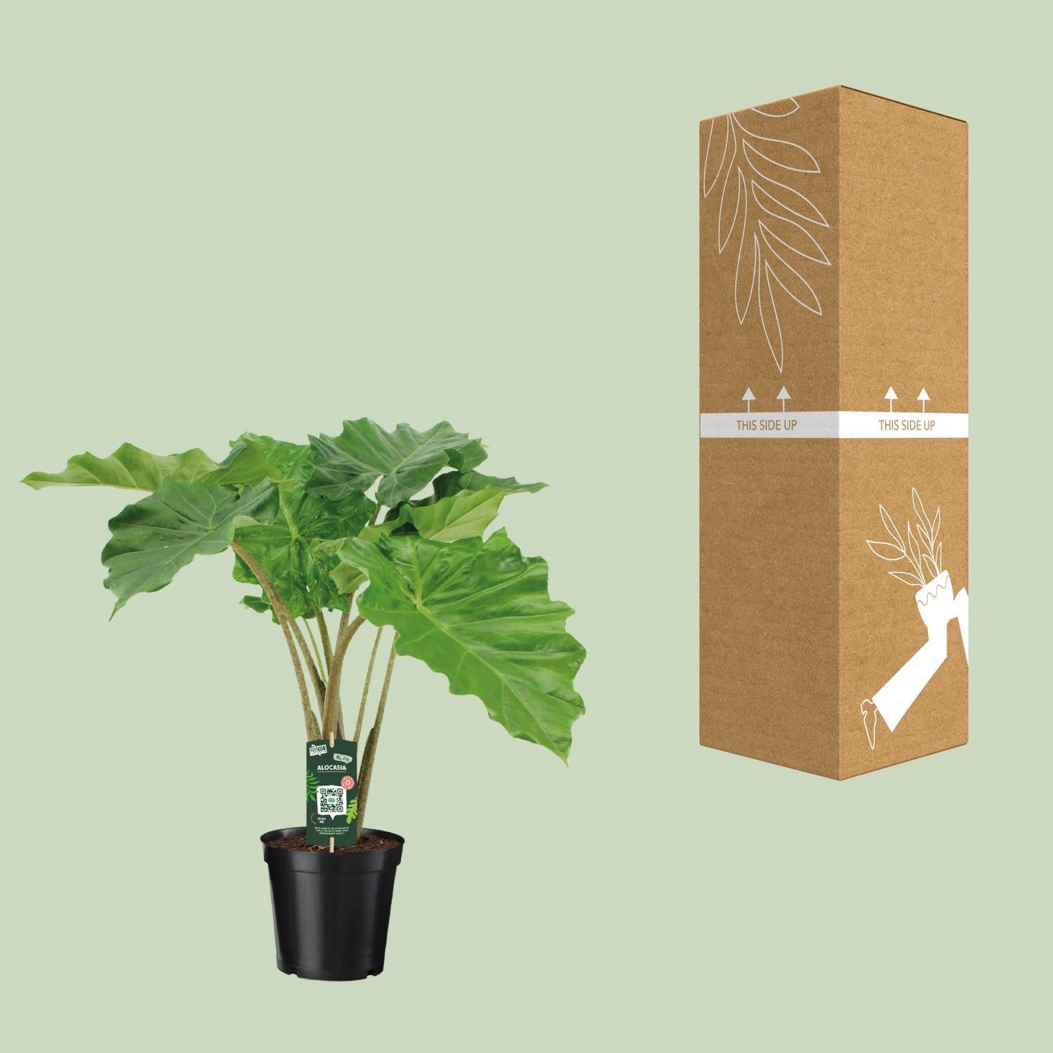 Elefantenohr - Alocasia Portodora - Ø21cm - ↕80cm