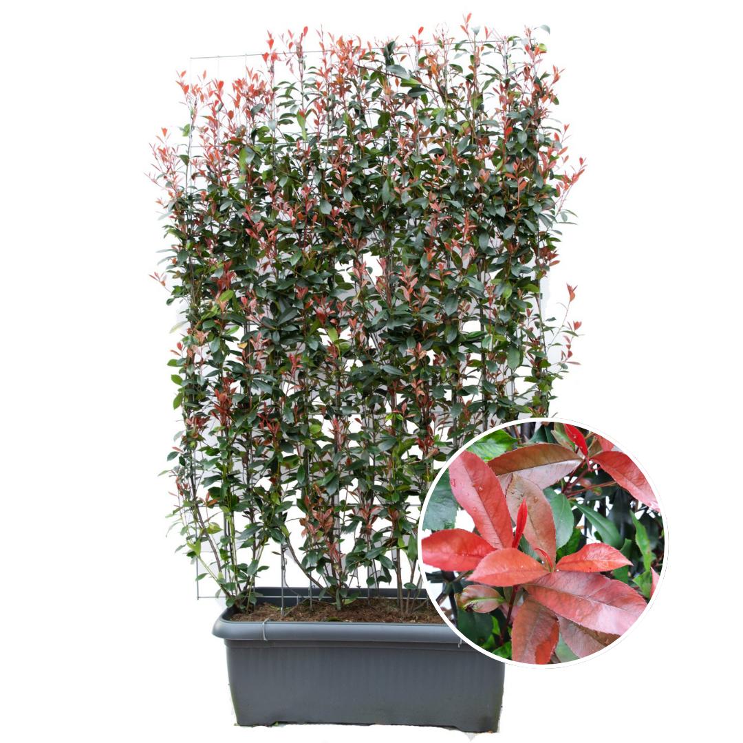 Photinia Fraseri 'Carré Rouge' - Glanzmispel - Fertighecke - 120 x 40 x 180 cm