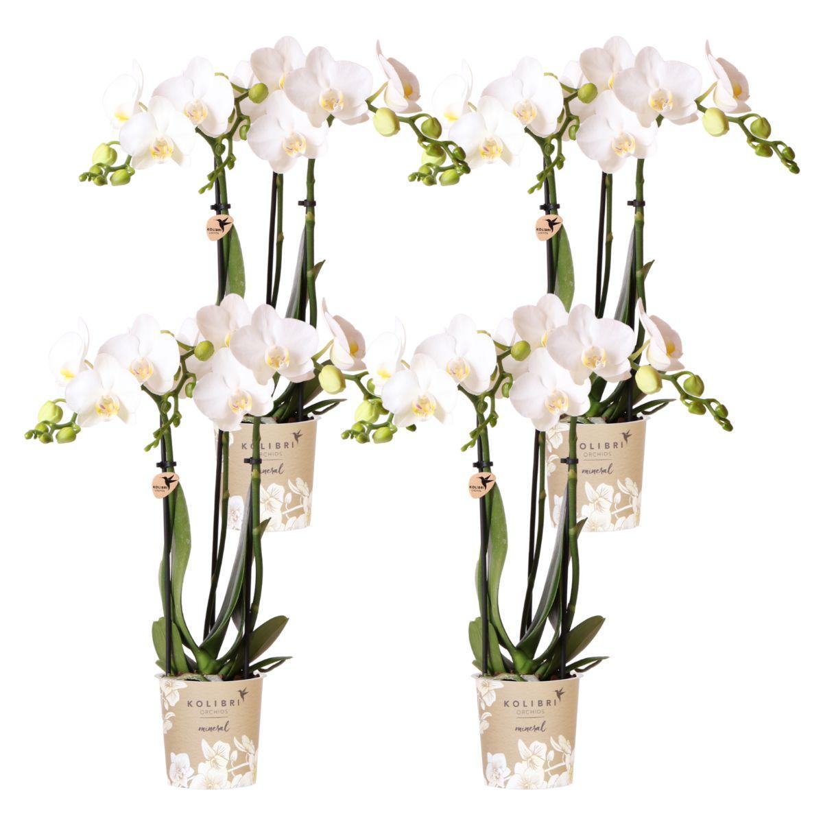 Kolibrie-orchideeën | COMBI DEAL van 4 witte Phalaenopsis orchideeën - Amabilis - potmaat Ø9cm | bloeiende kamerplant - vers van de kweker