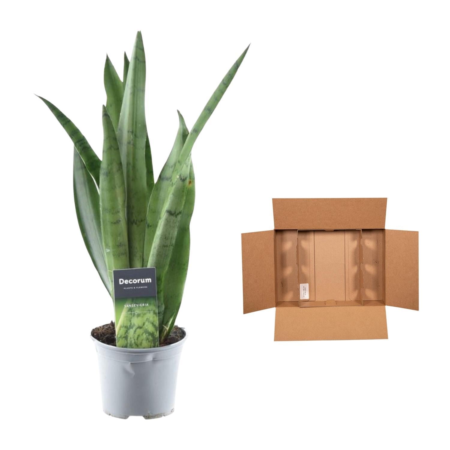 Sansevieria Groene munt - 45 cm - ø12