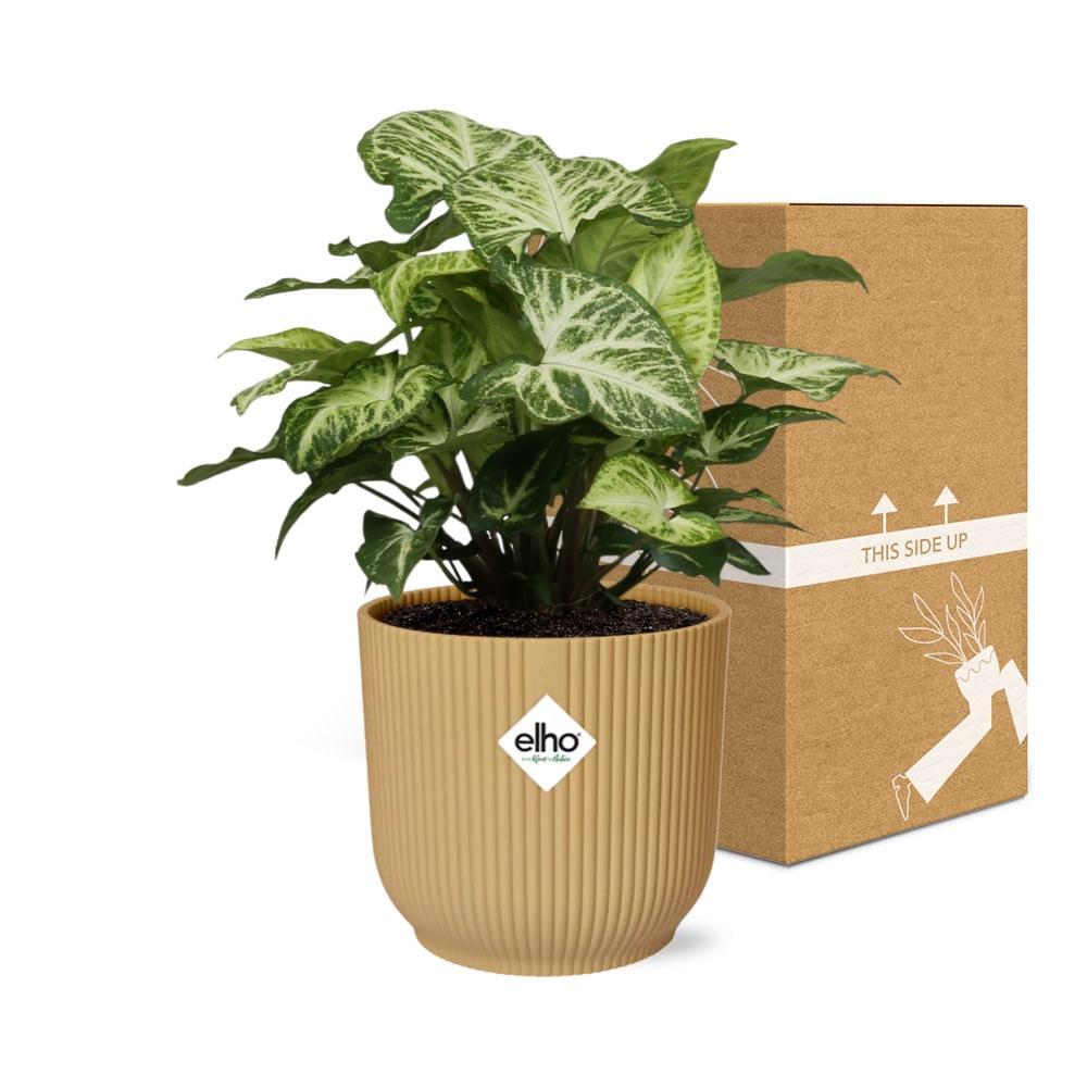 Purpurtute - Syngonium Arrow in ELHO Vibes Fold 14cm Topf gelb