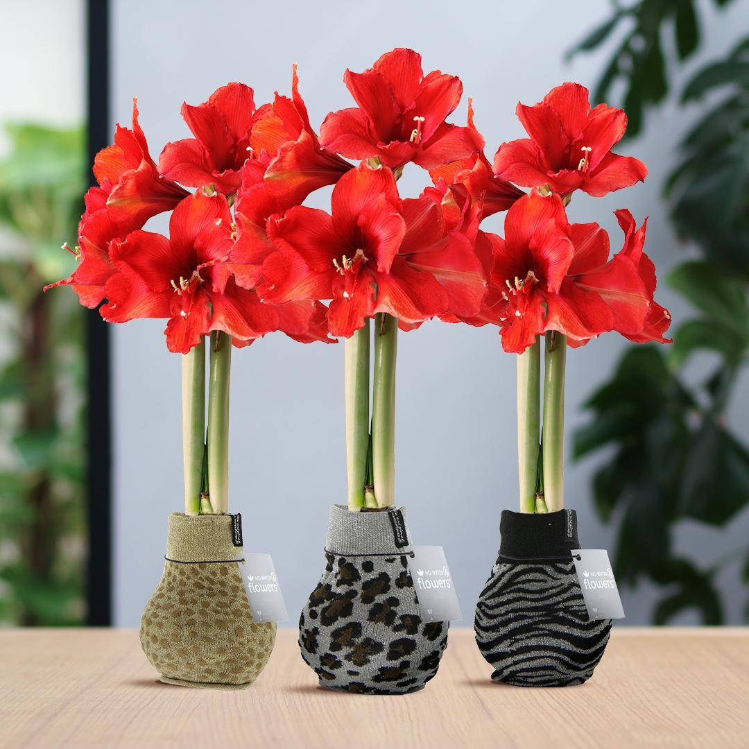 No Water Flowers® (wax amaryllis) | Fashionz Animal Mix (3 pack) + Red flower