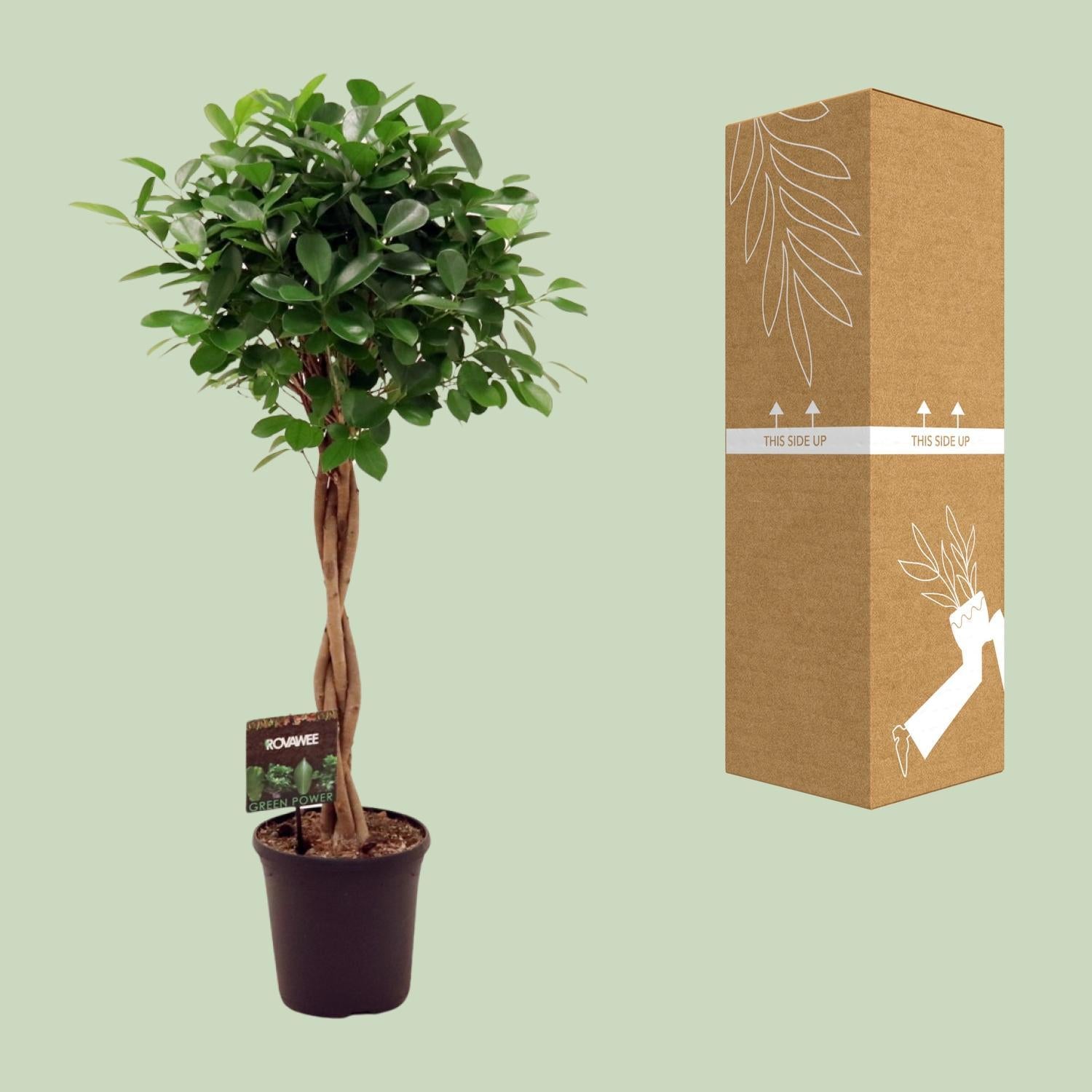 Lorbeerfeige Ficus microcarpa Moclame - Ø23cm - ↕110cm