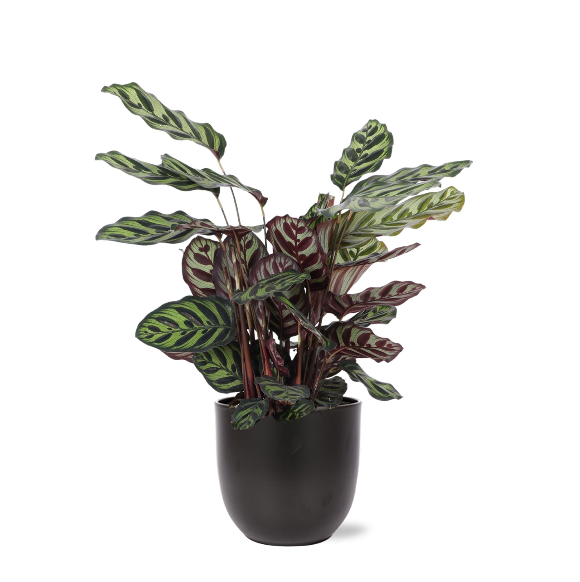 Pfauenpflanze - Calathea Makoyana - Ø21cm - ↕70cm in Boule anthrazit Topf