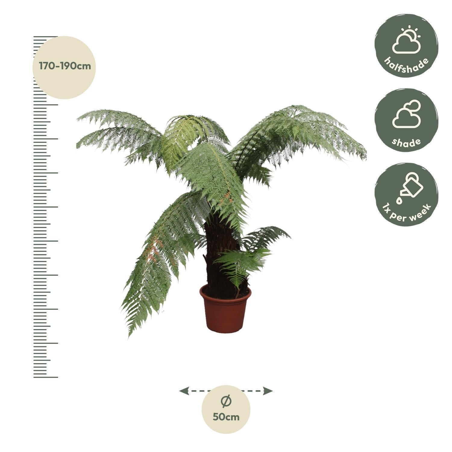 Tasmanischer Baumfarn - Dicksonia Antarctica - 180cm - ø50