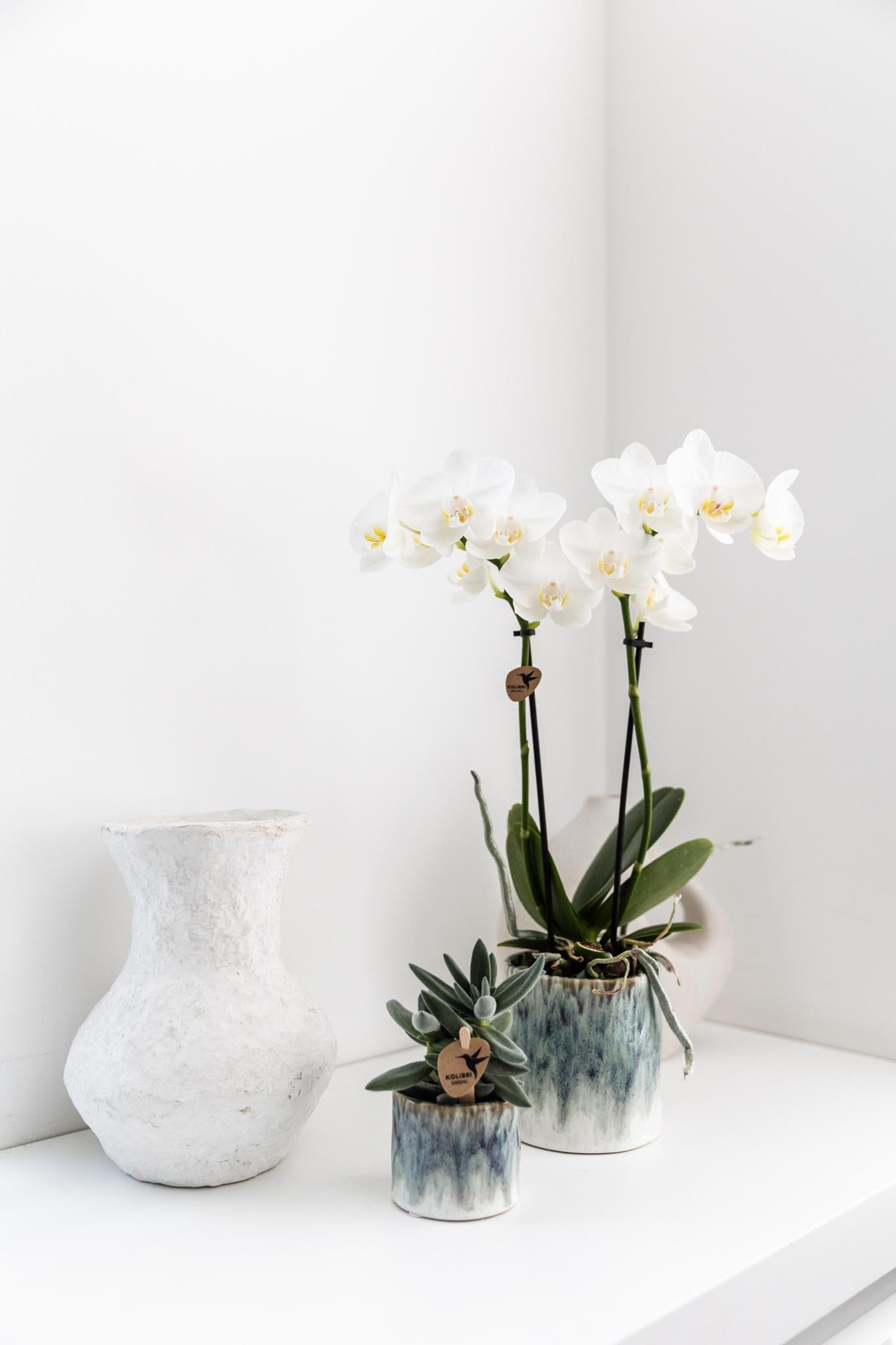 Orchidee - weiße Phalaenopsis Orchidee - Amabilis + Sky Topf - Topfgröße Ø9cm - 40cm hoch | blühende Zimmerpflanze im Blumentopf - frisch vom Züchter