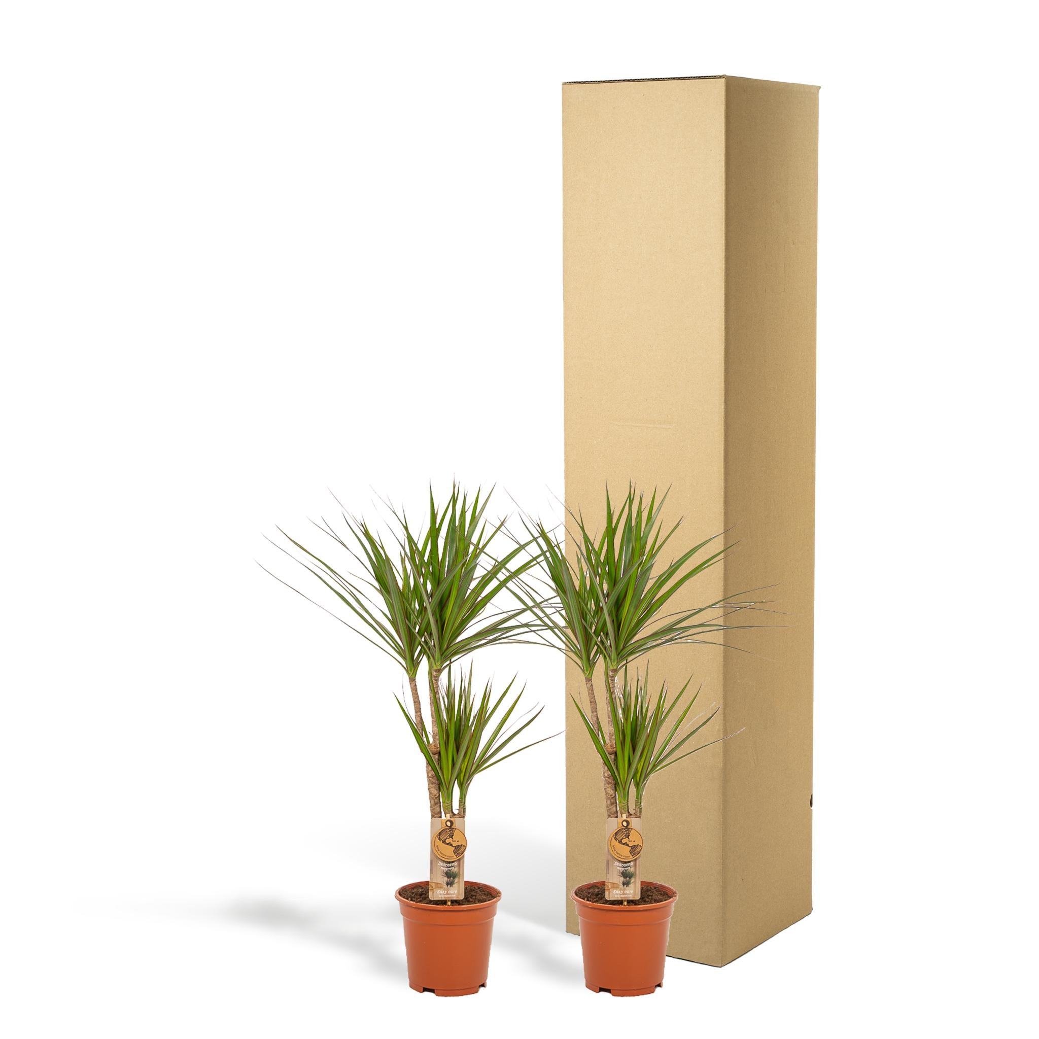 Drachenbaum -  Dracaena   ↨90cm - Ø17cm