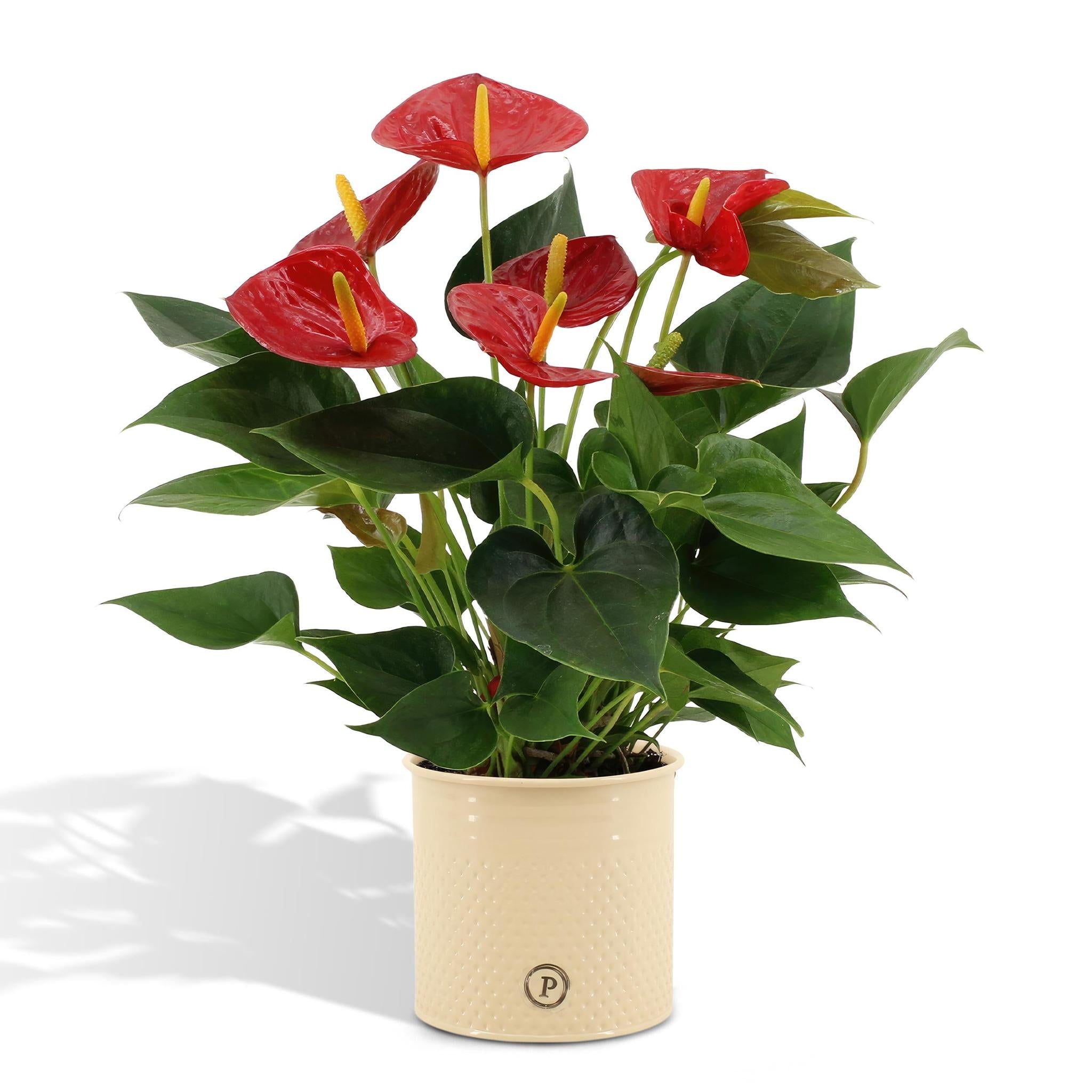 Anthurium andreanum Diamond Red incl. PURE Zinktopf - 45cm - Ø12