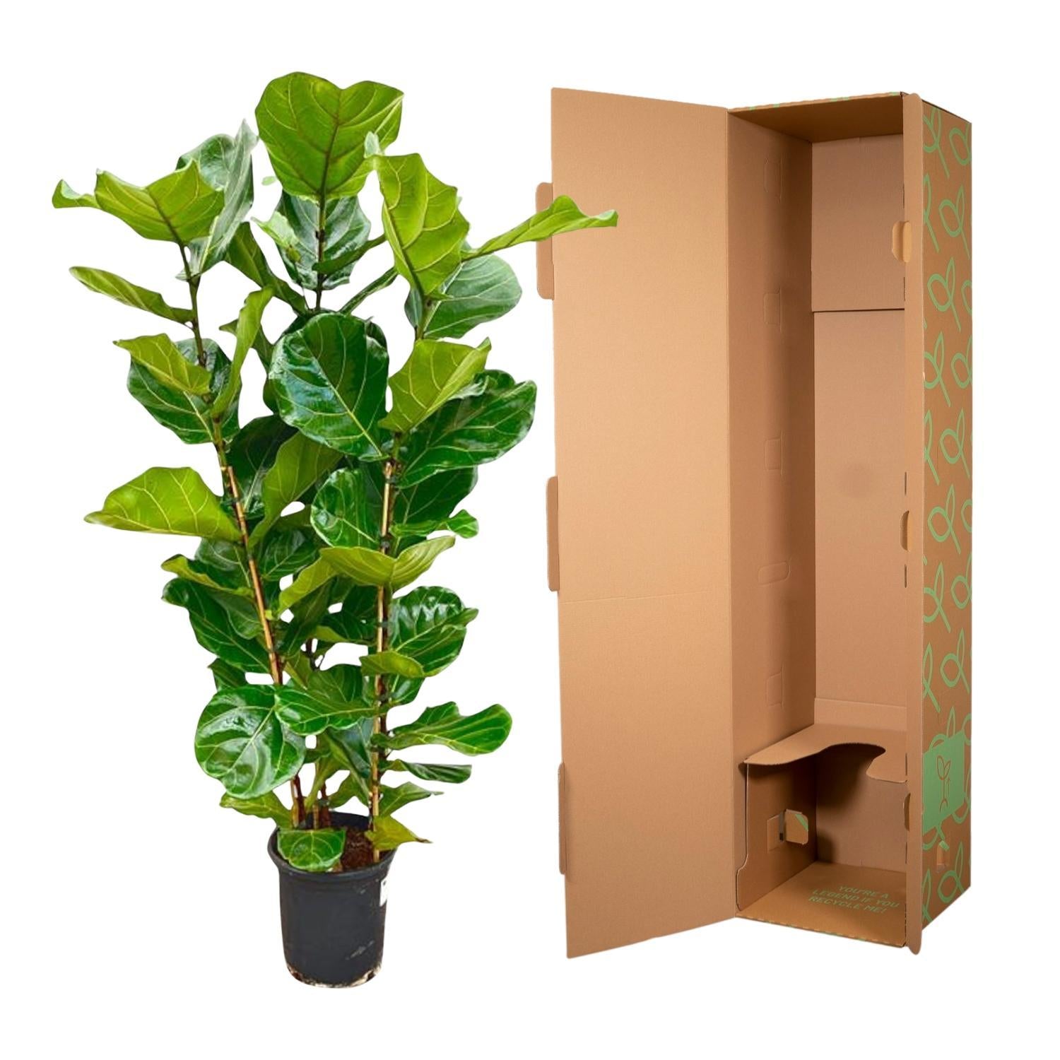 Geigenfeige - Ficus Lyrata Strauch - 160 cm - Ø30