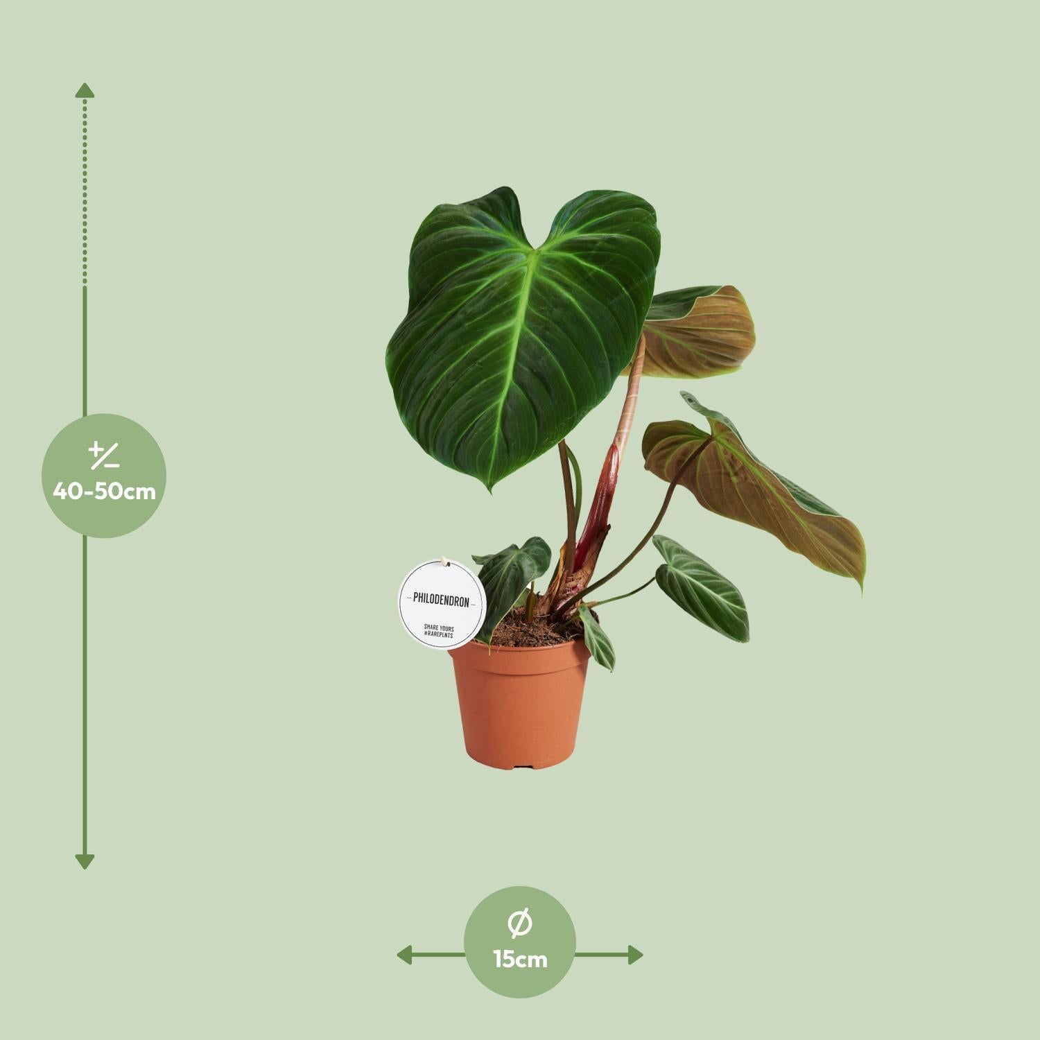 Philodendron El Choco Red - Ø15cm - ↕50cm