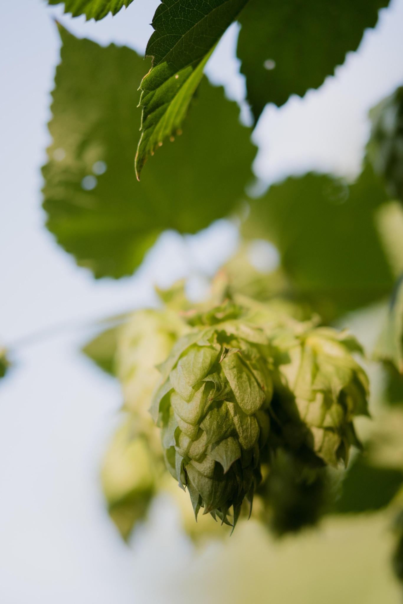 Nordbrau Hopfen - Humulus lupulus 'Nordbrau'