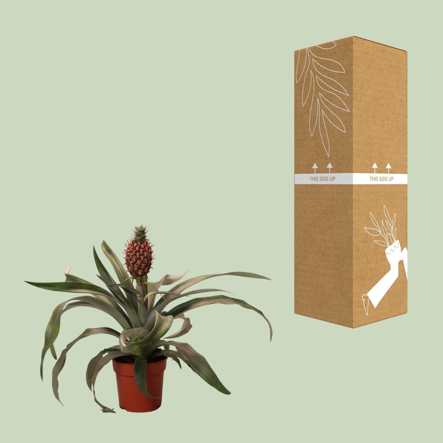 Ananas Rosita - Ø12cm - ↕35cm