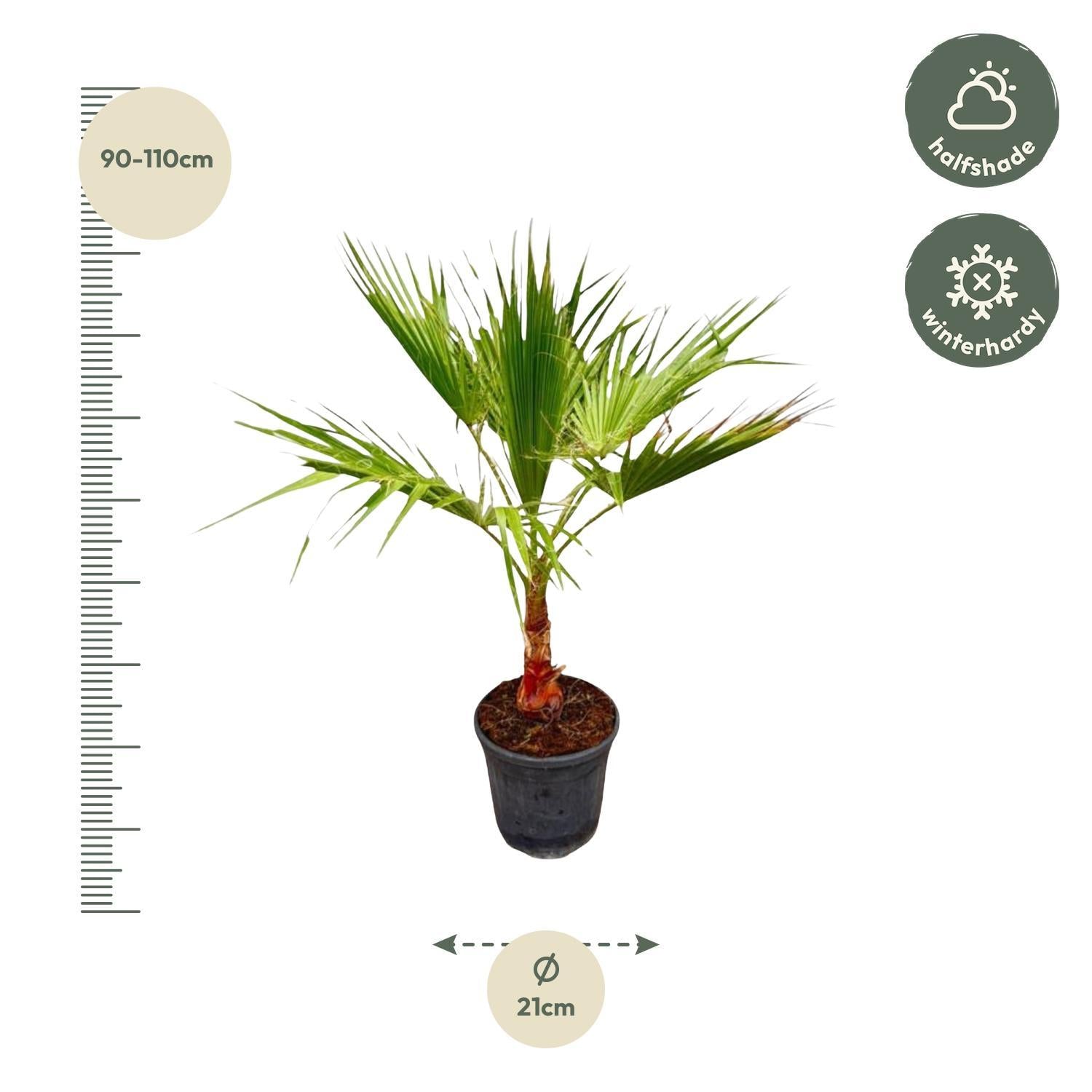 Washingtonia - 100cm - Ø21