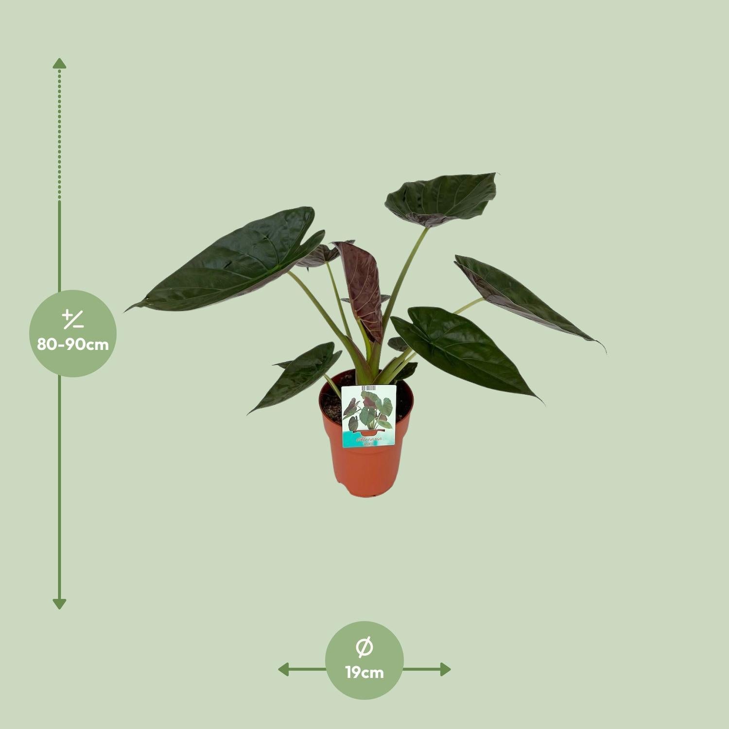 Elefantenohr - Alocasia Wentii - Ø19cm - ↕85cm