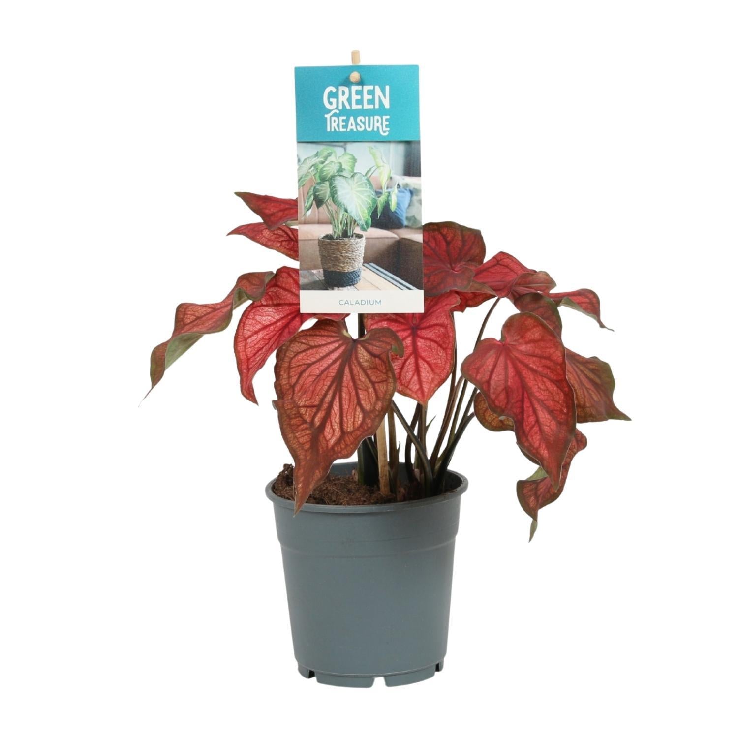 Caladium Rood - Rot - Ø12cm - ↕25cm