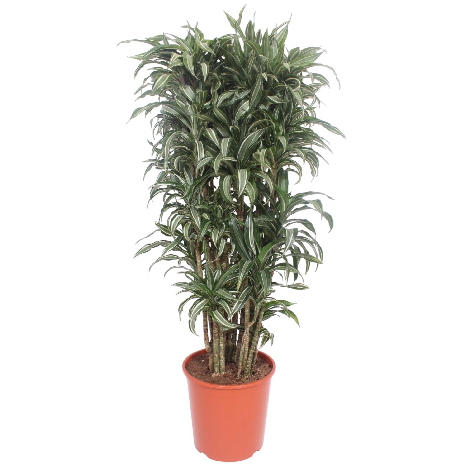 Drachenbaum Warneckei - Dracaena Warneckei compacta - 140 cm - ø30