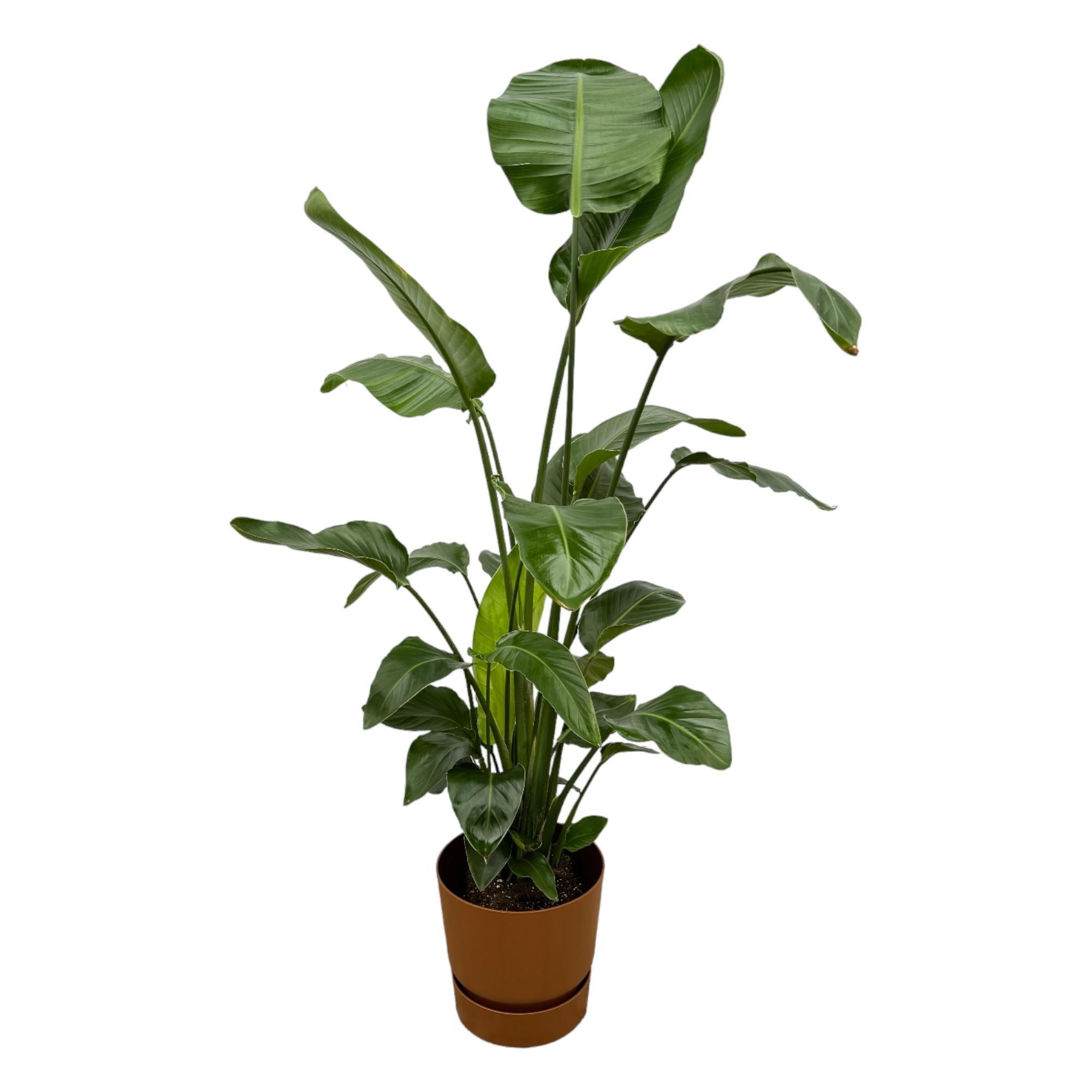 Strelitzia Nicolai inclusief elho Greenville Round Topf Braun - 160cm - Ø30