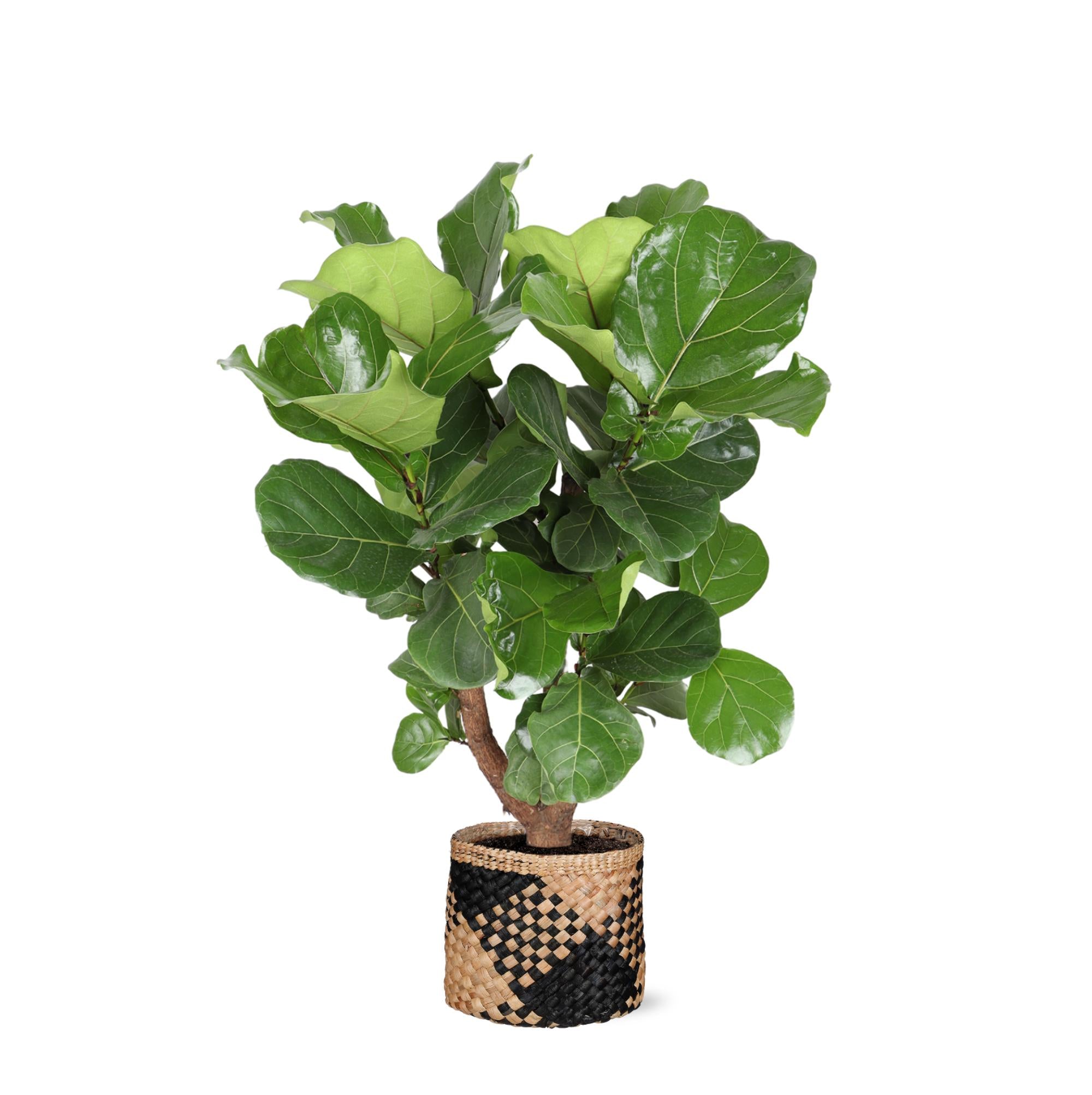 Geigenfeige - Ficus Lyrata - Ø24cm ↕110cm in Albury BLACK print Korb