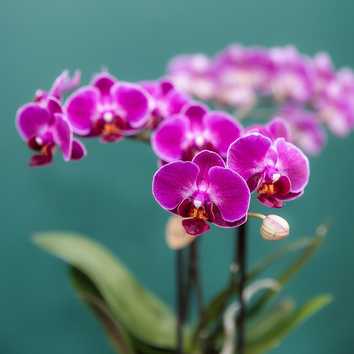 Kolibrie-orchideeën | COMBI DEAL van 4 paar phalaenopsis orchideeën - Morelia - potmaat Ø9cm | bloeiende kamerplant - vers van de kweker