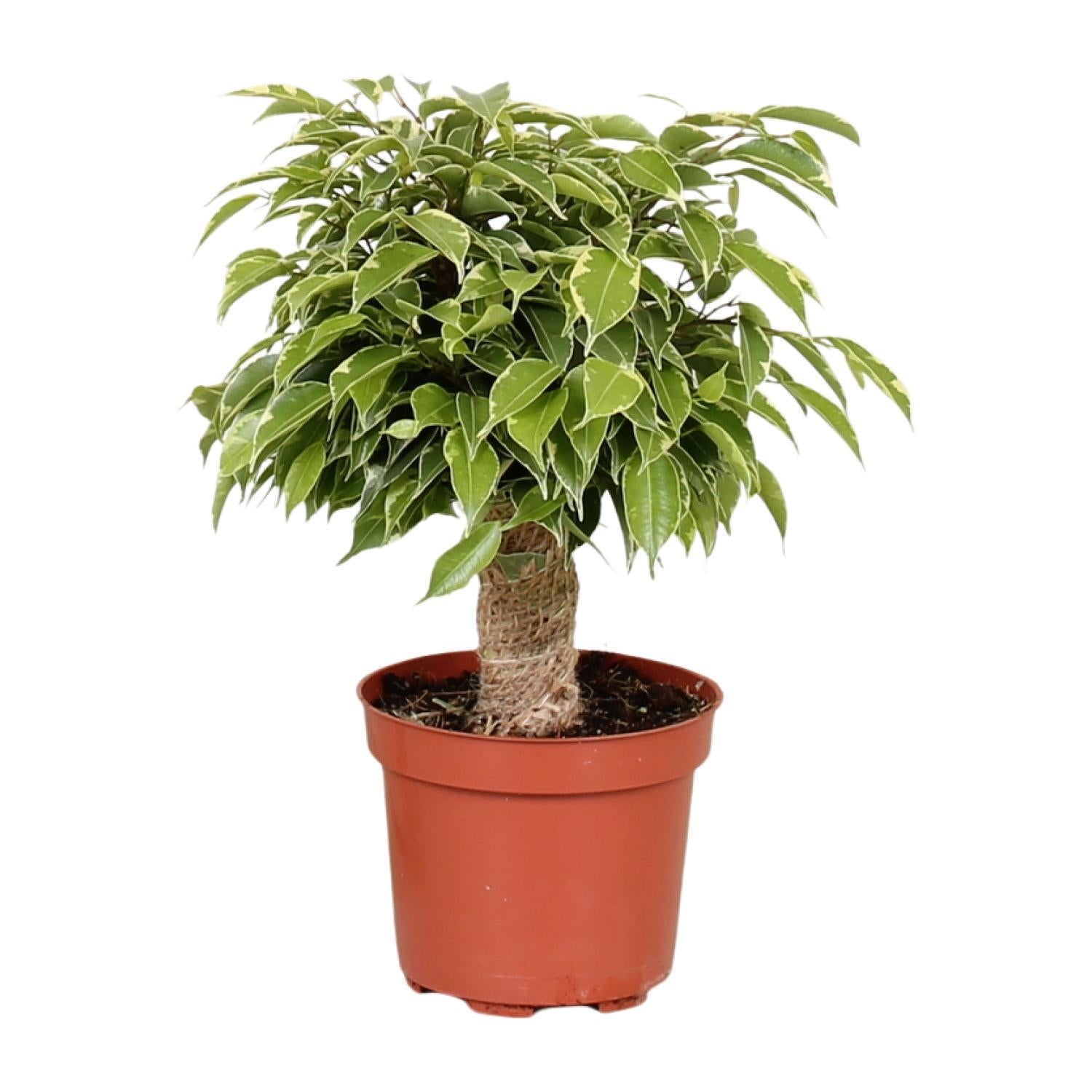 Birkenfeige - Ficus Benjamina Kinky - Ø12cm - ↕28cm