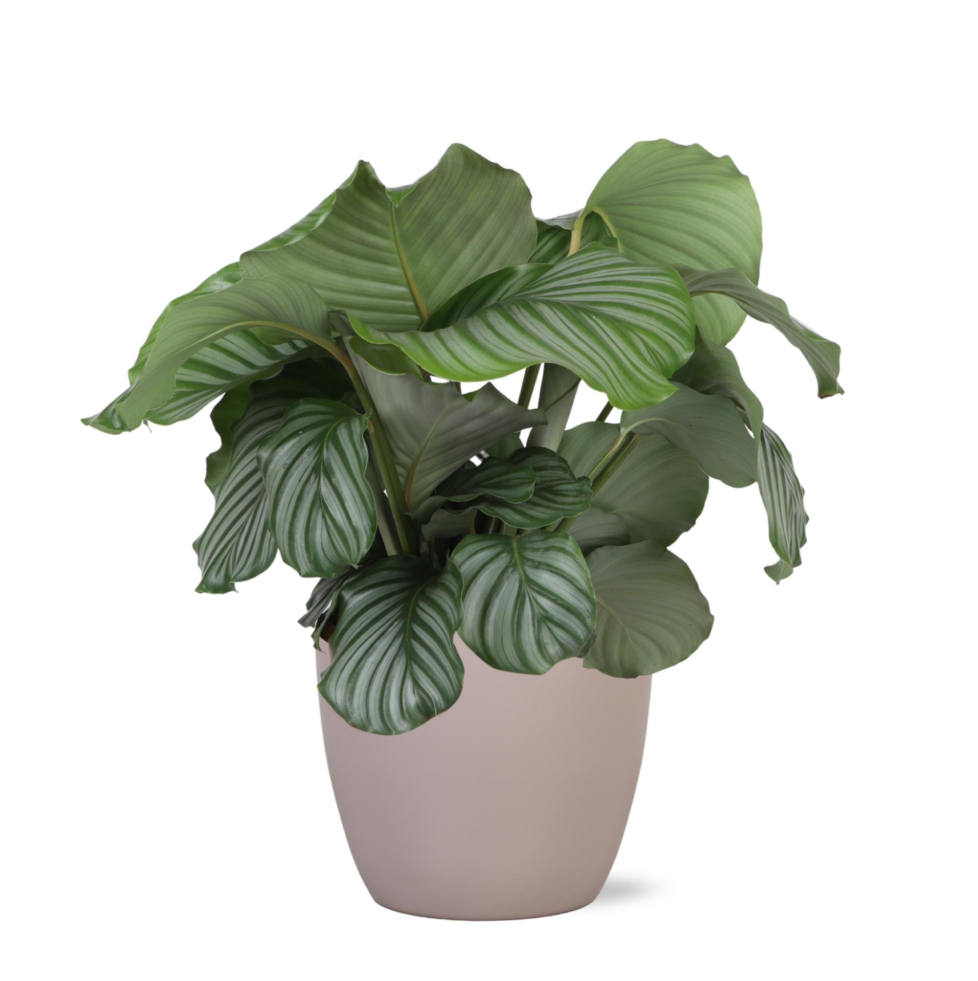 Gebetspflanze  - Calathea Orbifolia - Ø21cm - ↕70cm in Boule Topf taube