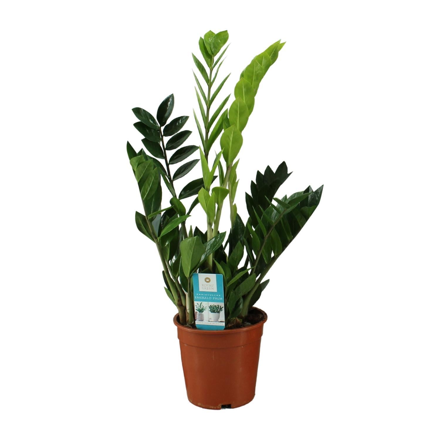 Smaragdpalme - Zamioculcas Zamiifolia - Ø17cm - ↕65cm