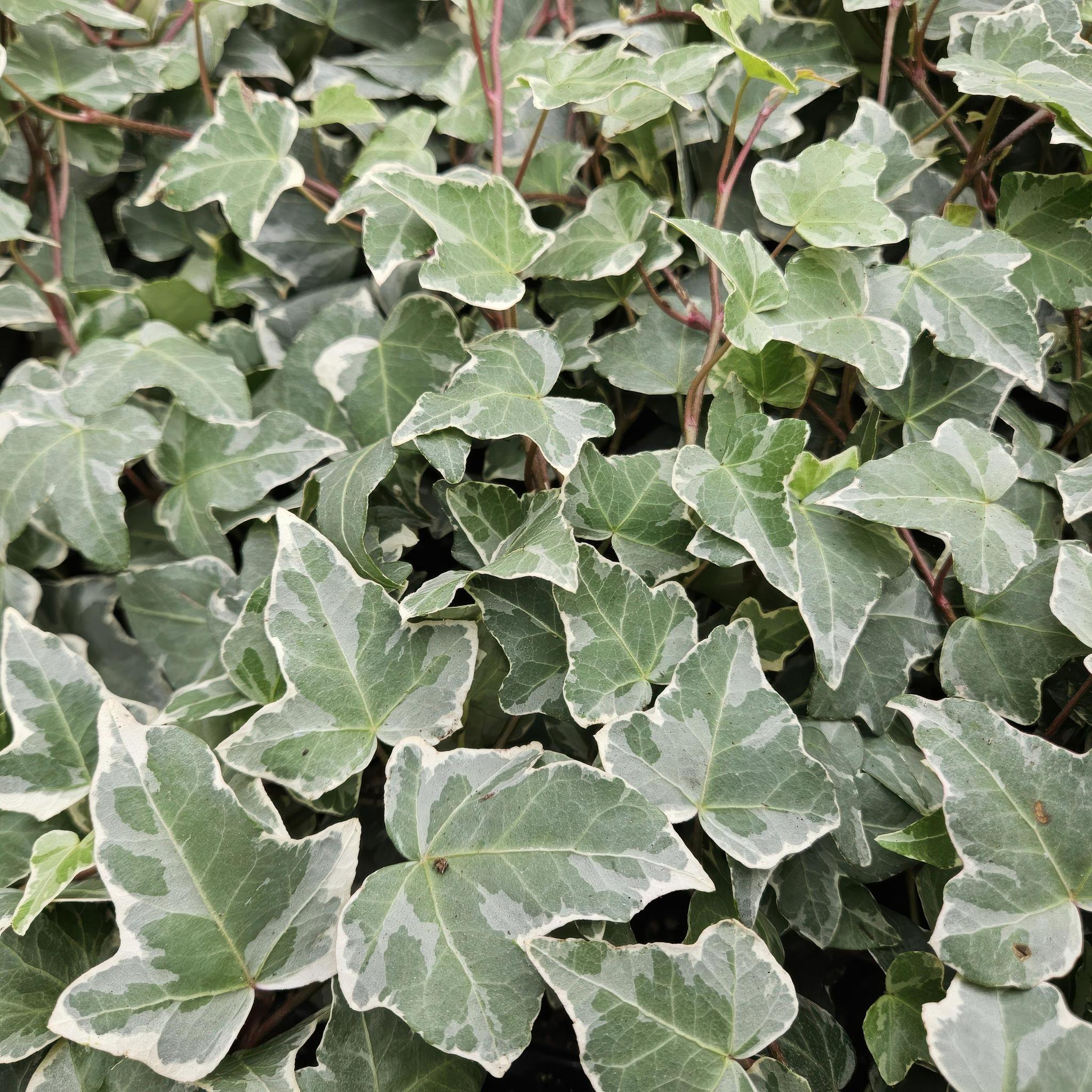 Efeu Glacier - Hedera Helix 'Glacier' - ↕25cm - Ø9cm - 6x - 12 Stück