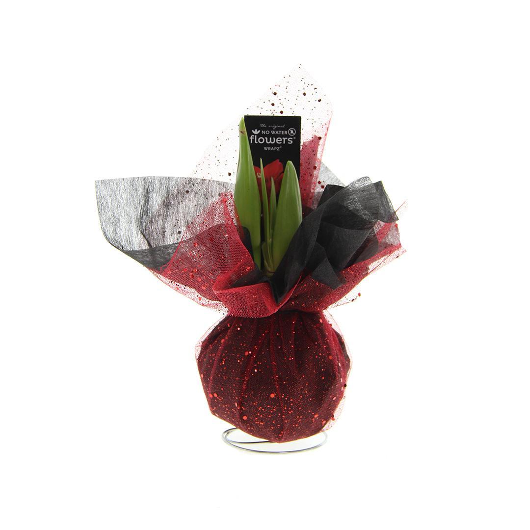 No Water Flowers® (wax amaryllis) | Wrapz - Red + Red flower