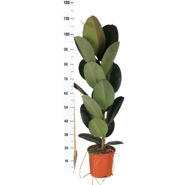 Gummibaum Ficus Elastica Robusta - Ø21cm - ↕90cm