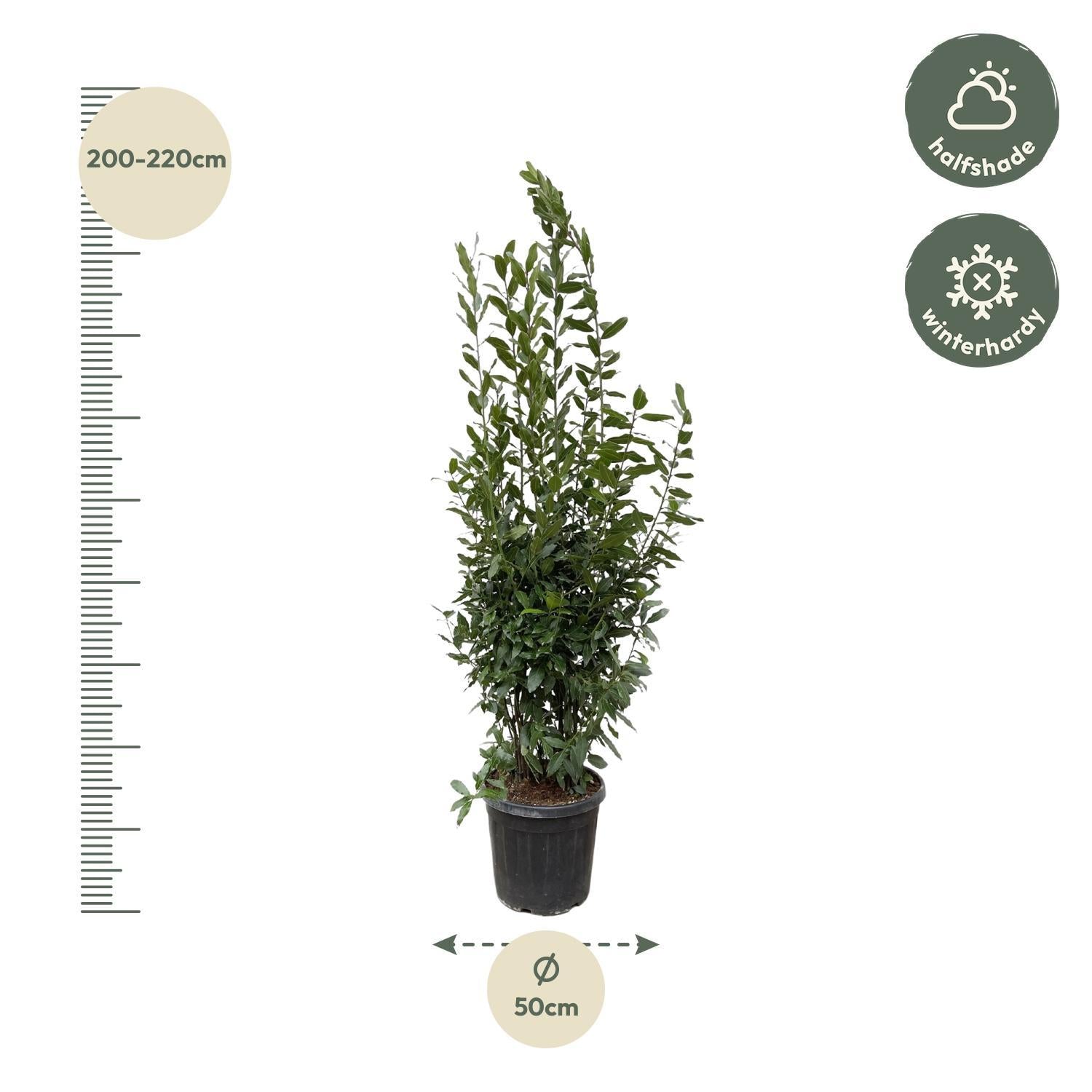 Lorbeerstrauch - Laurus Nobilis-Strauch - 210 cm - ø50