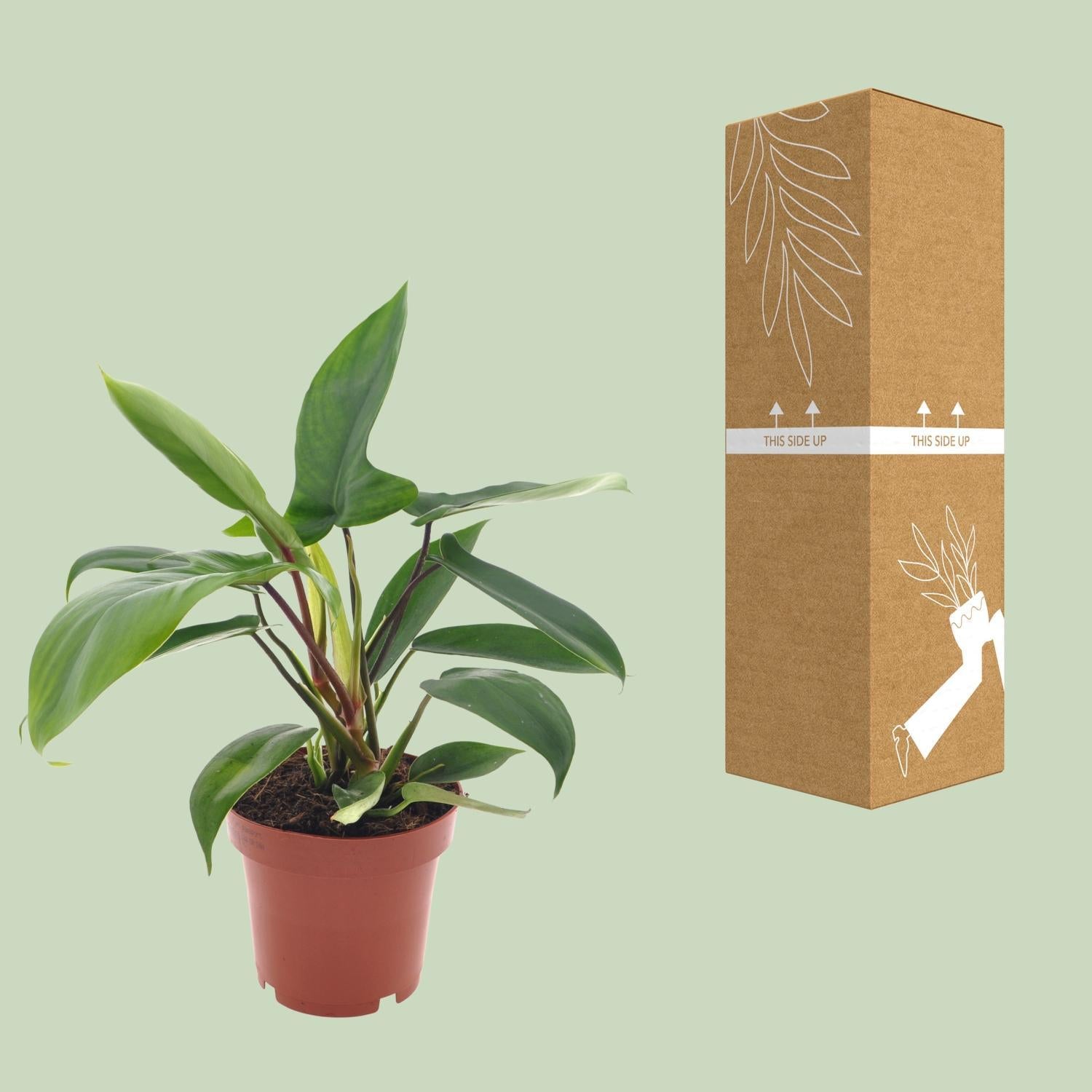 Philodendron Florida Green - Ø12cm - ↕25cm