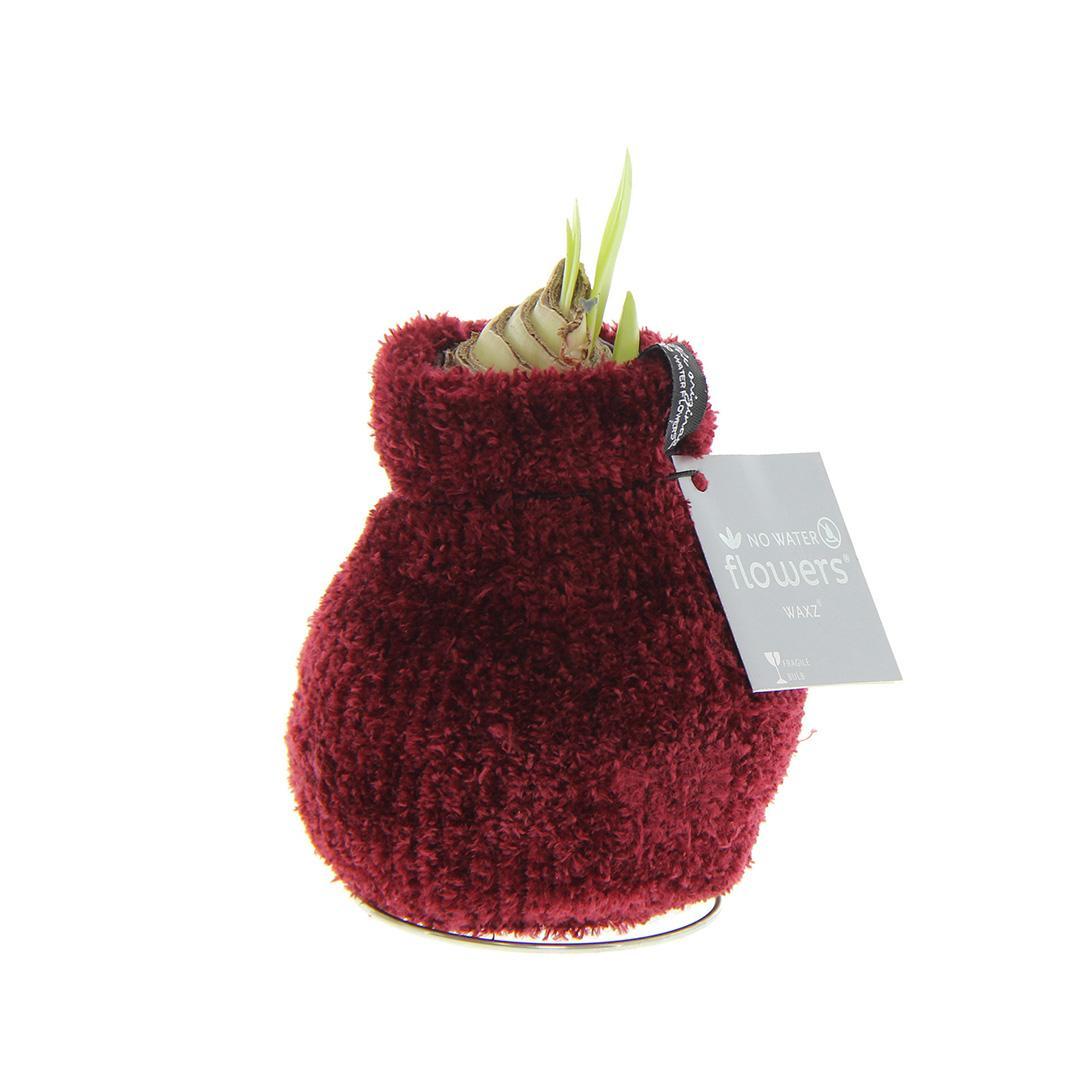 No Water Flowers® (wax amaryllis) | Fashionz Cozy Teddy - Bordeaux + Red flower