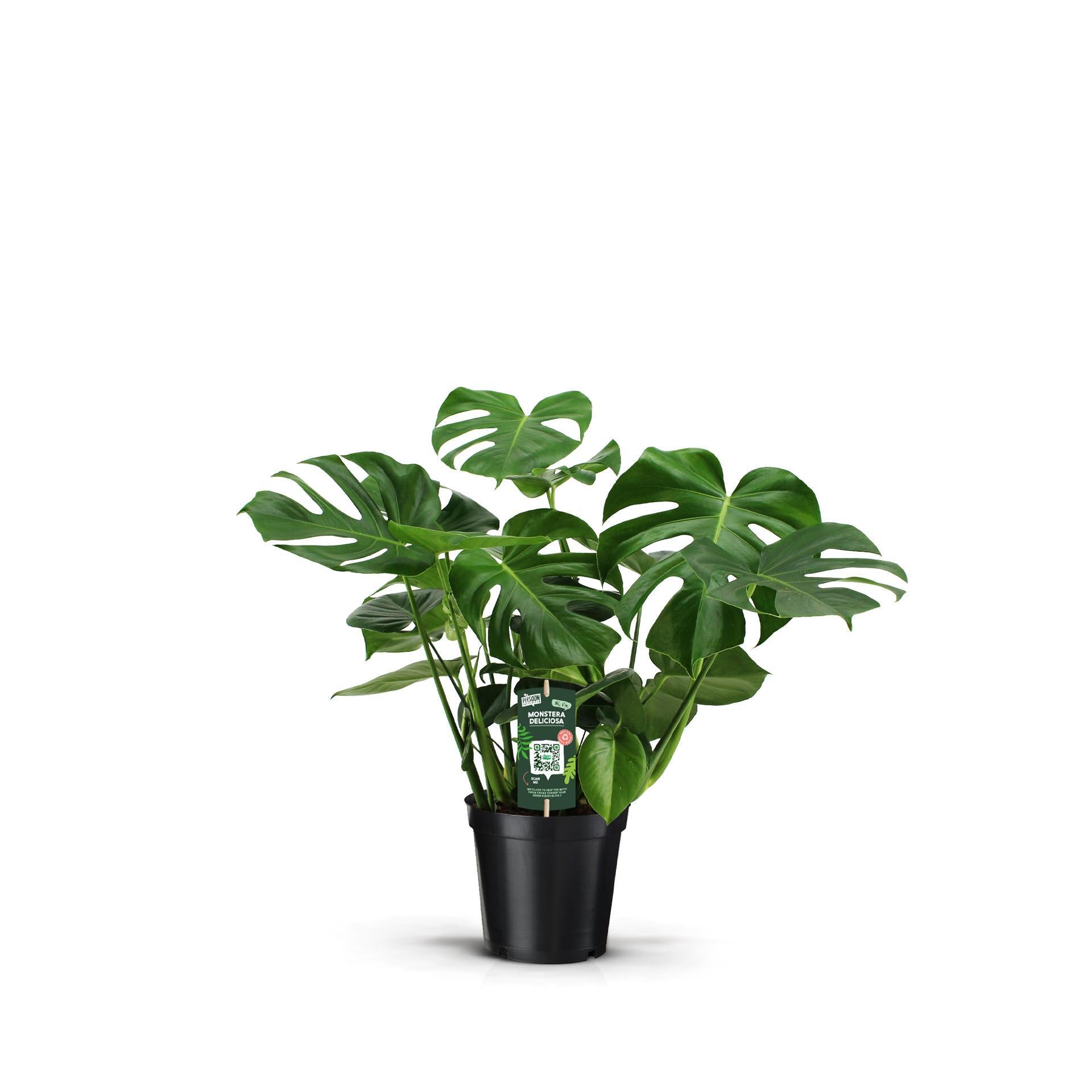 Monstera Deliciosa - Ø21cm - ↕70cm