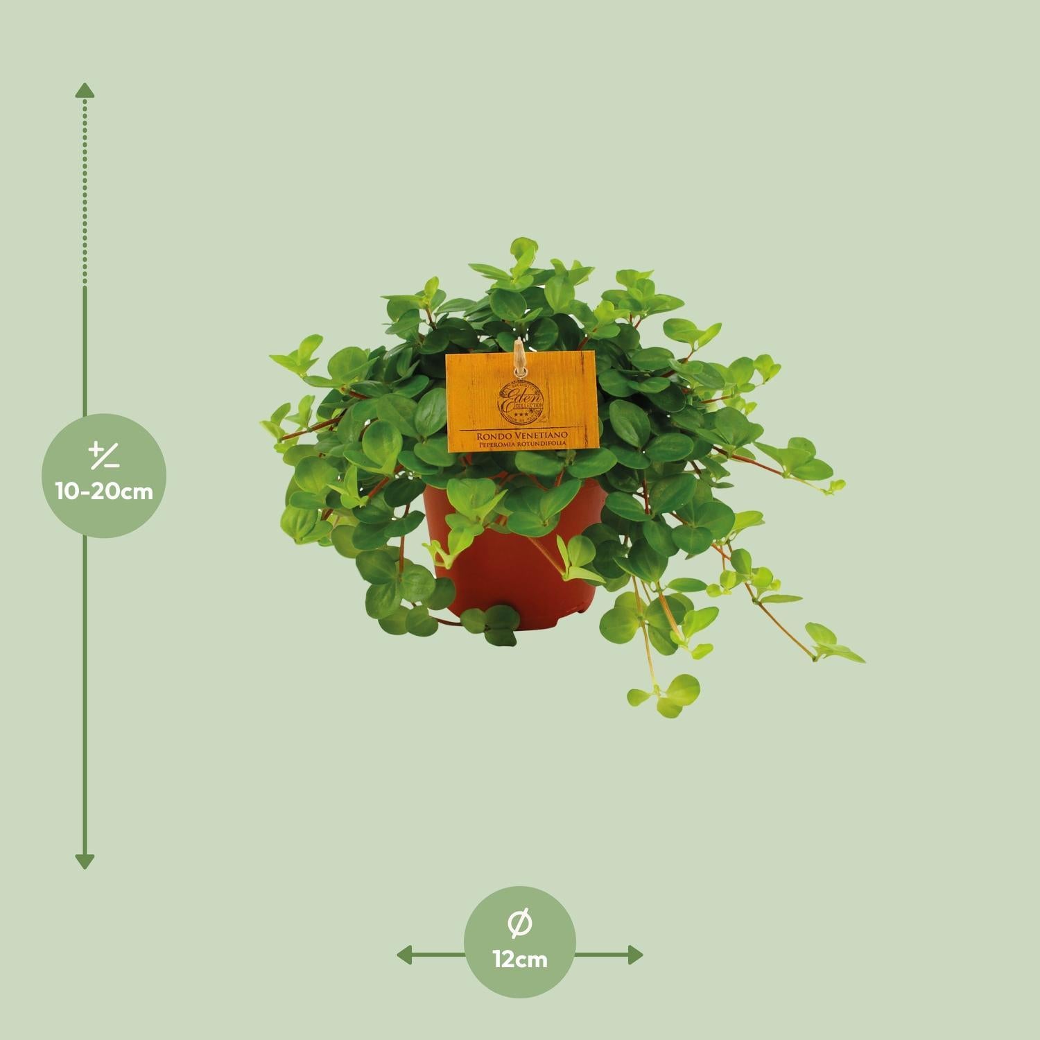 Peperomia Rotundifolia - Ø12cm - ↕20cm