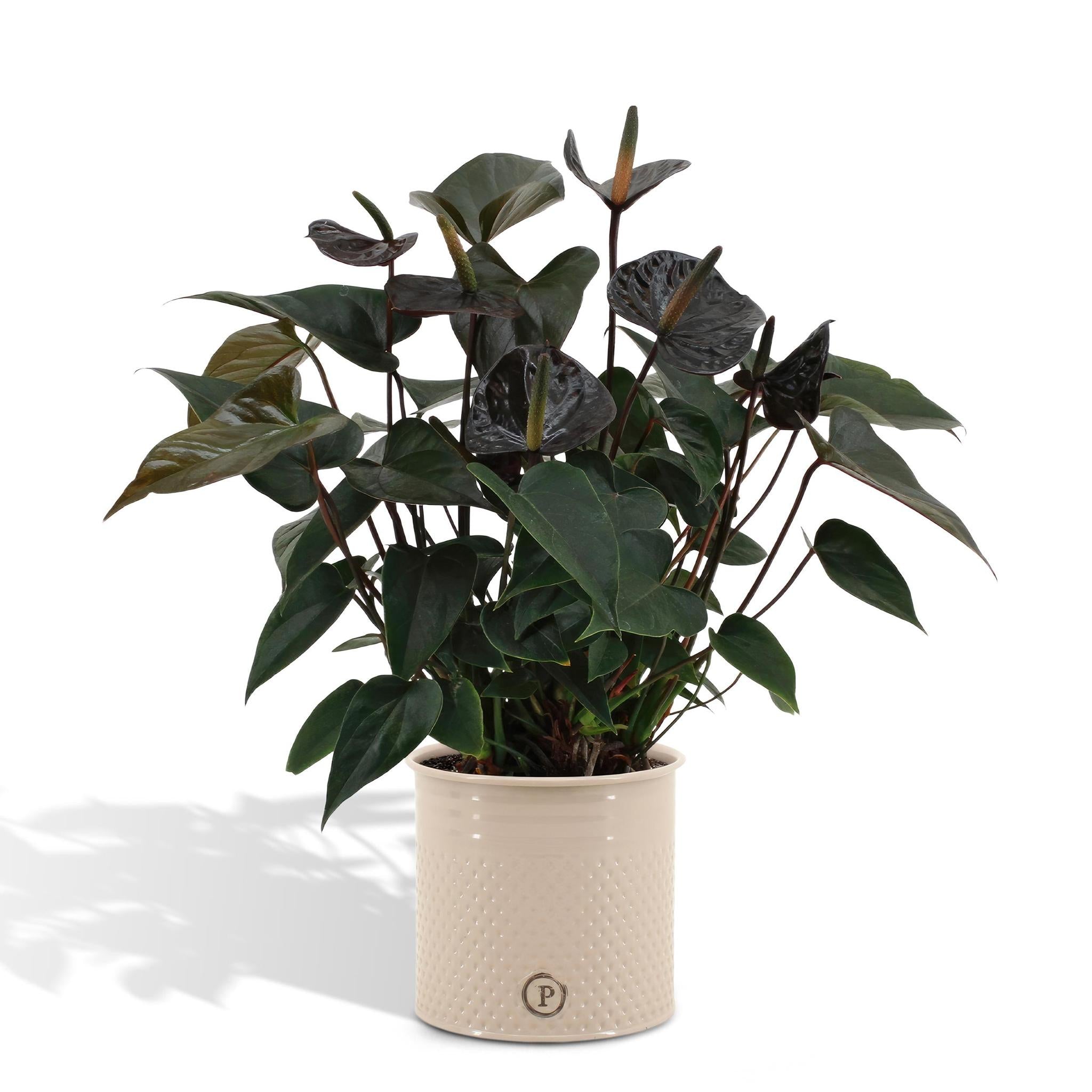 Anthurium andreanum Black Love incl. PURE Zinktopf - 45cm - Ø12