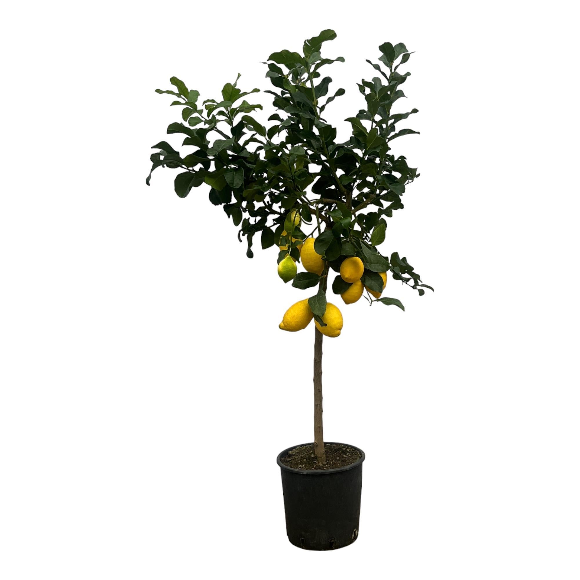 Zitronenbaum - Citrus Lemon Zitronenbaum - 150 cm - Ø24cm