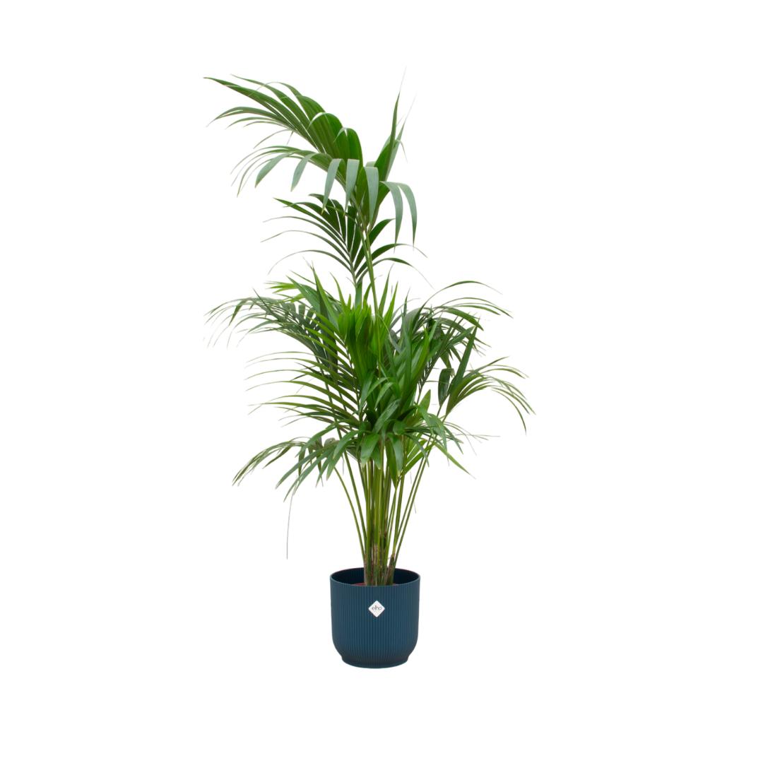 Kentia Palme - Howea Forsteriana - inklusive elho Vibes Fold Round Topf blau Ø30 - 180 cm