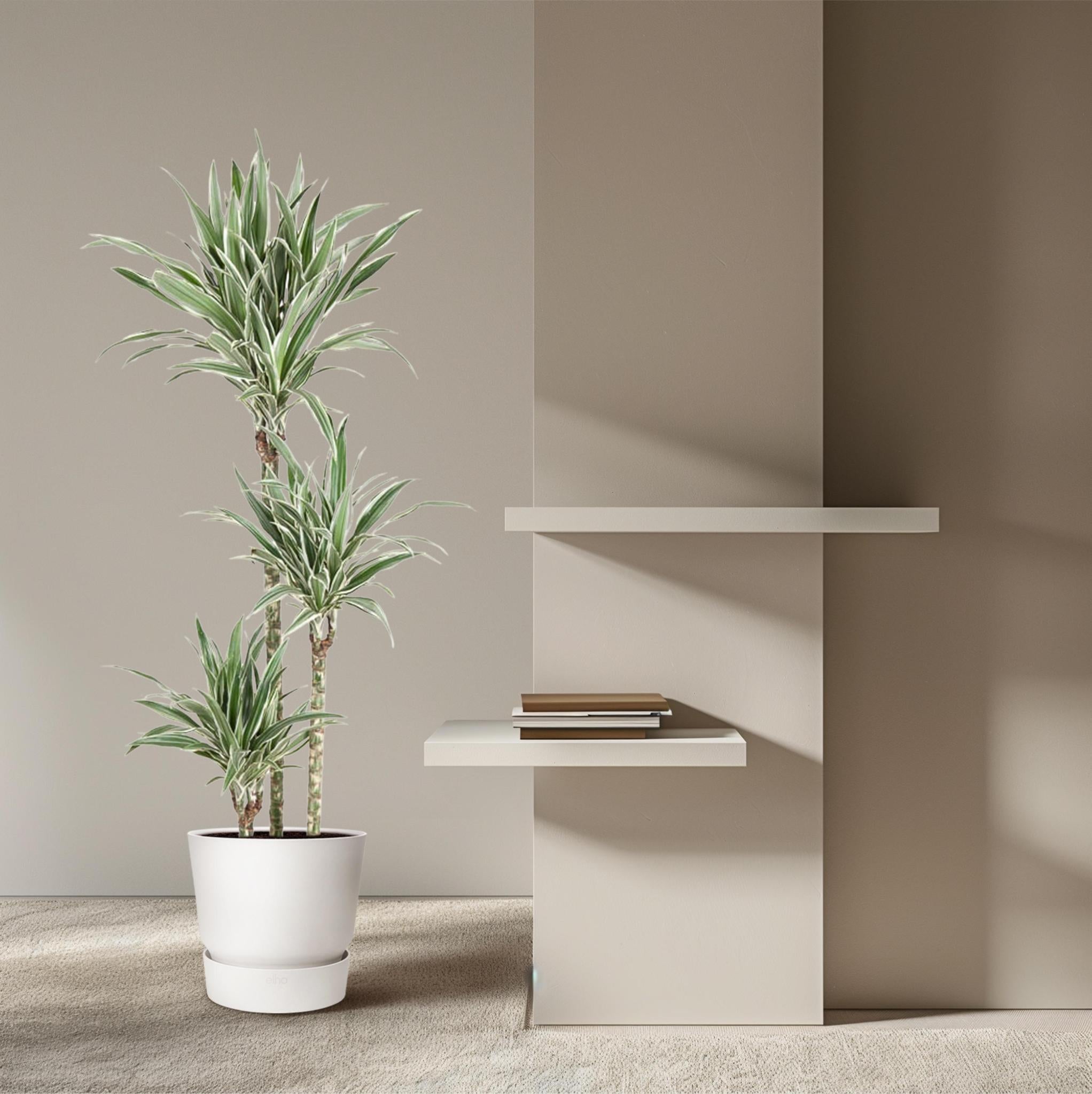 Drachenbaum white Stripe - Dracaena White Stripe - 150 cm - ø24