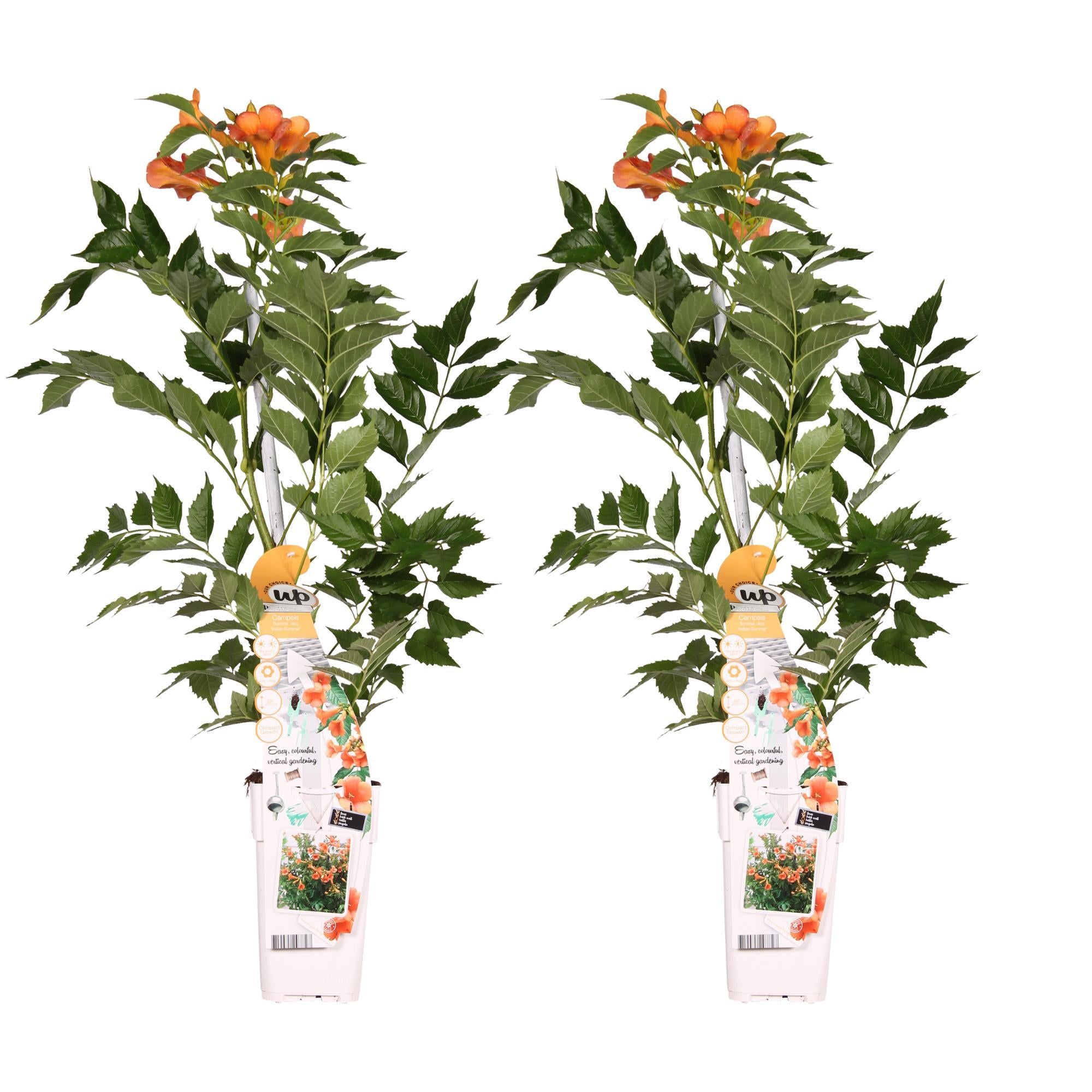 Trompetenblume Campsis 'Indian Summer' orange 2 Stück- ↨65cm - Ø15