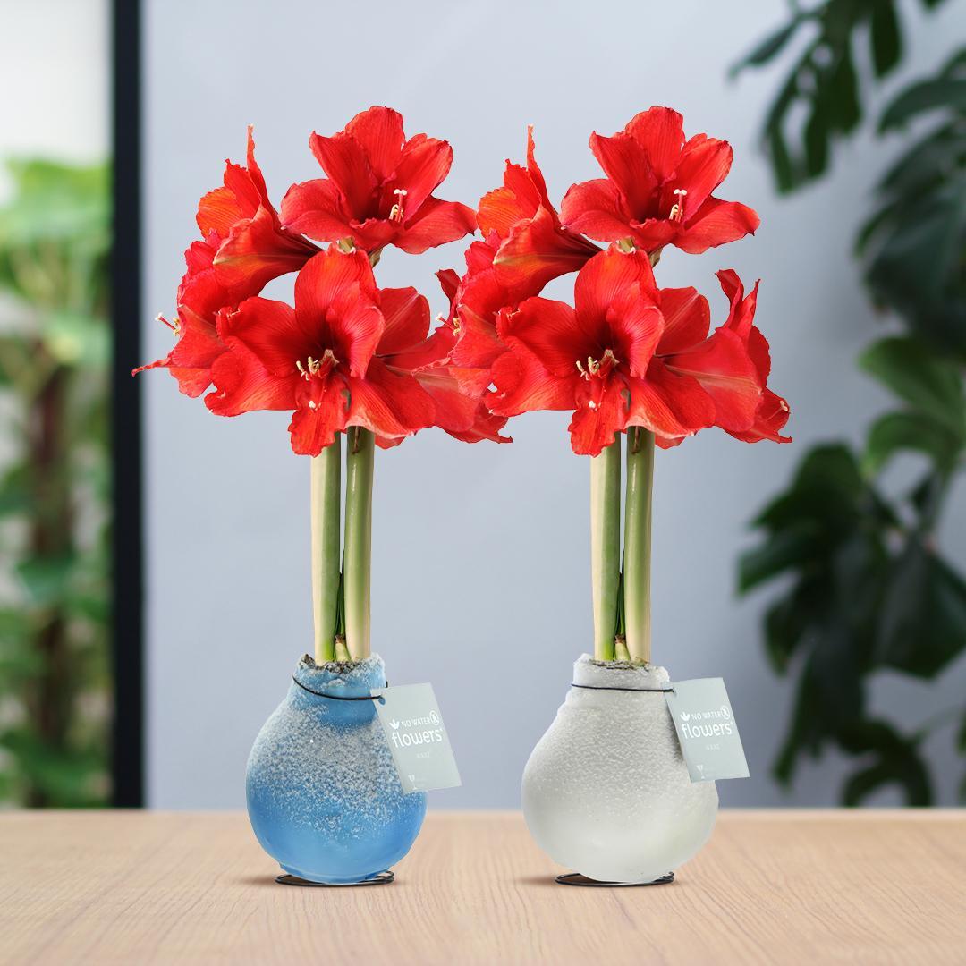 No Water Flowers® (wax amaryllis) | Waxz® Frozen Mix (2 pack) + Red flower