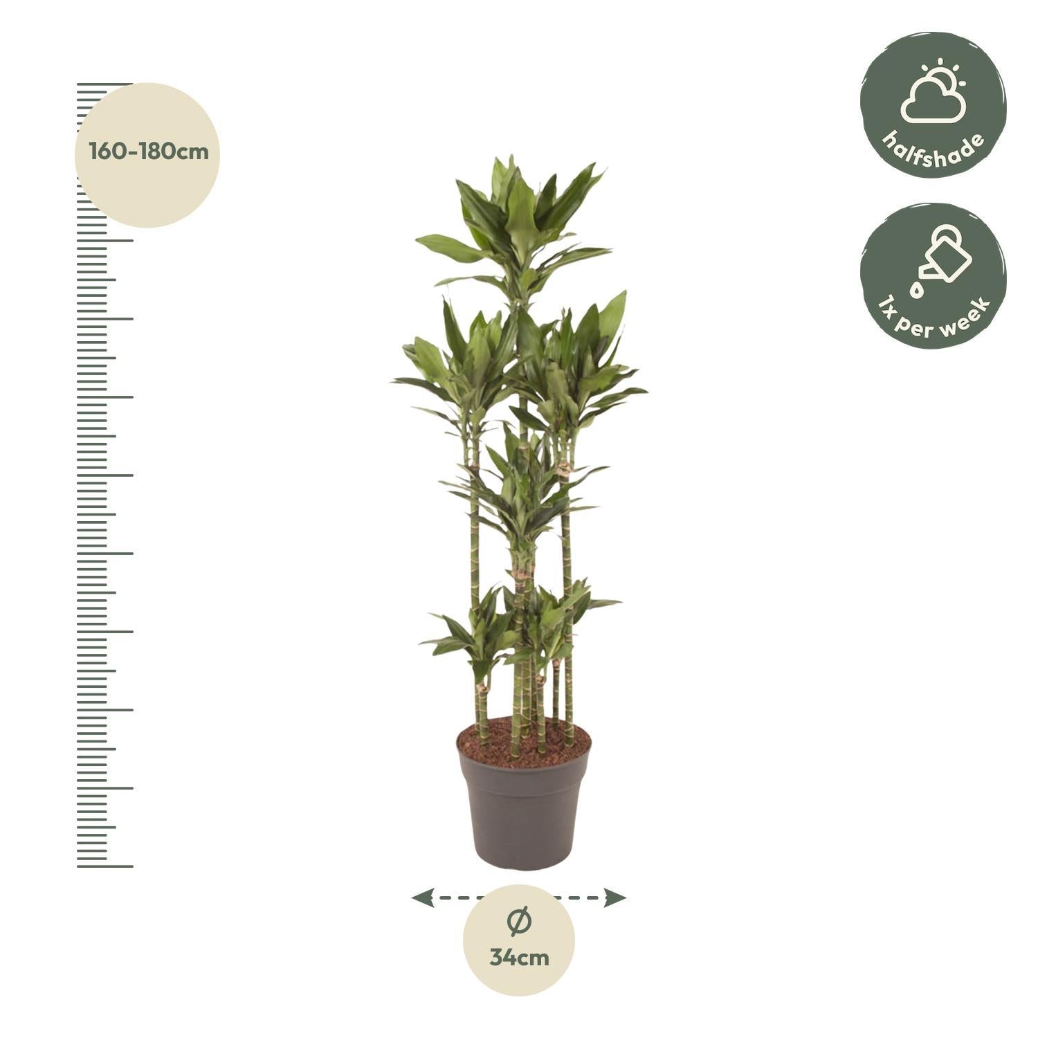 Drachenbaum Janet Lind - Dracaena Janet Lind Carrousel - 170 cm - ø34