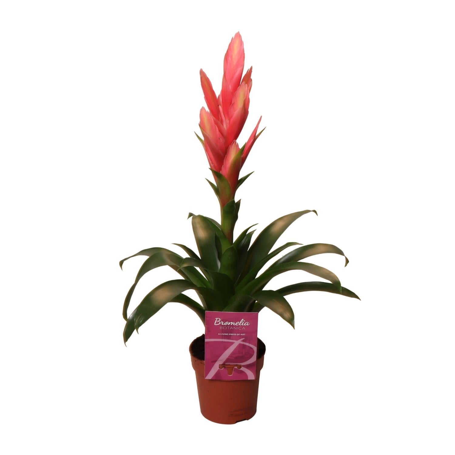 Tillandsia Ziva - Ø12cm - ↕50cm