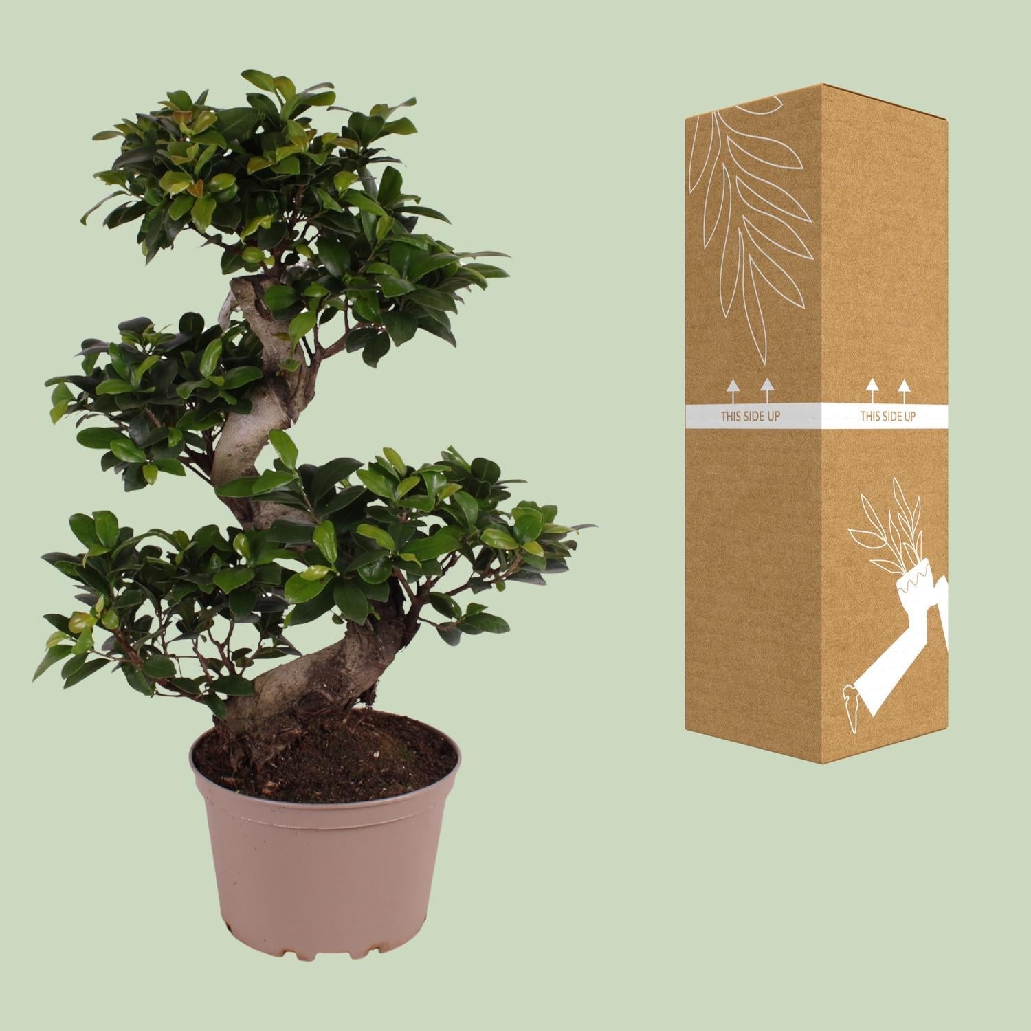 Ficus microcarpa Ginseng - Ø22cm - ↕70cm