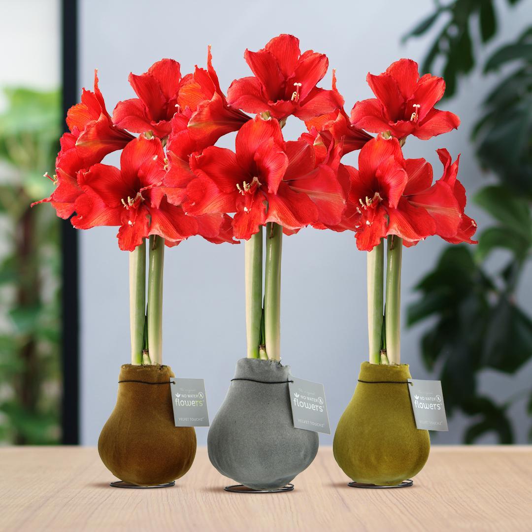 No Water Flowers® (wax amaryllis) | Velvet Touchz® Metallic Mix (3 pack) + Red flower