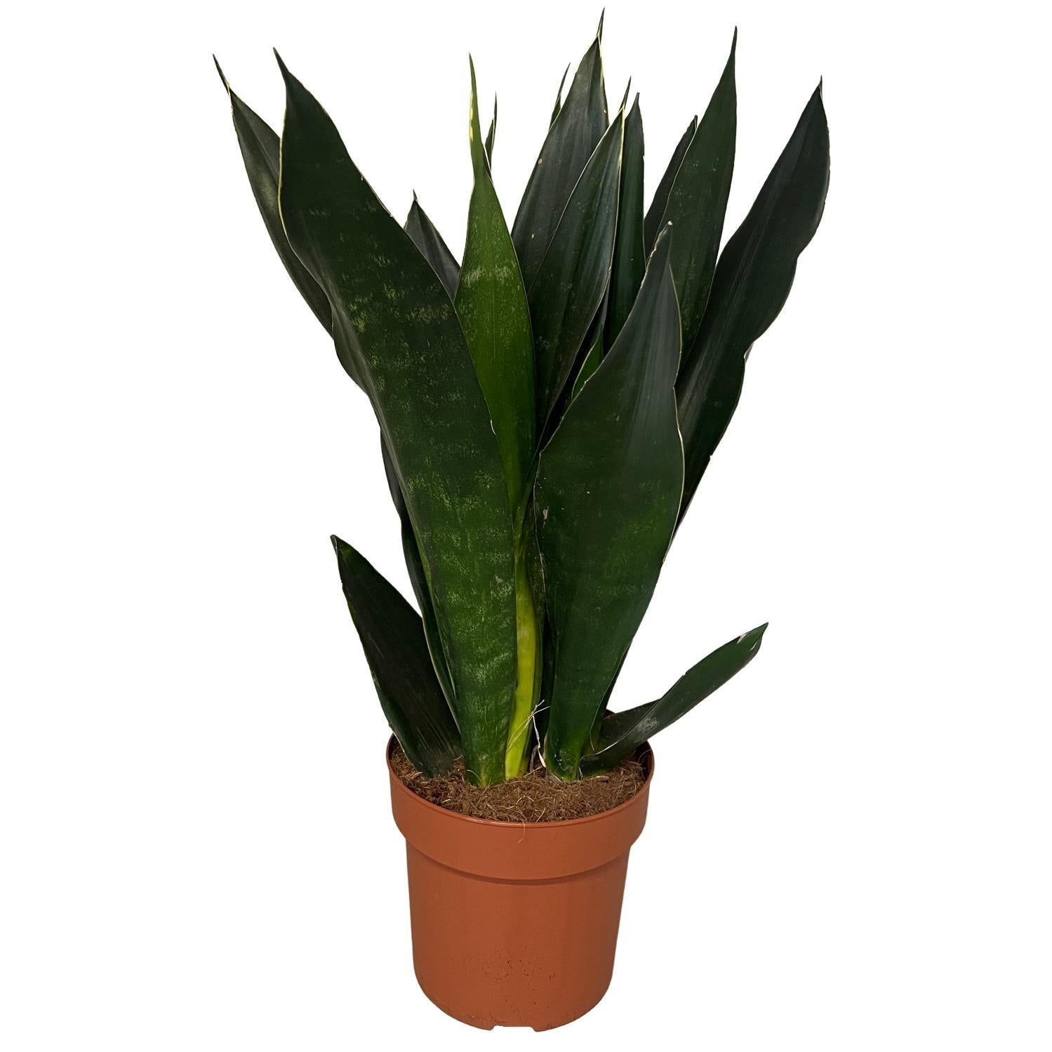 Schwarzer Bogenhanf - Sansevieria Black Diamond 3pp - Ø17cm - ↕60cm